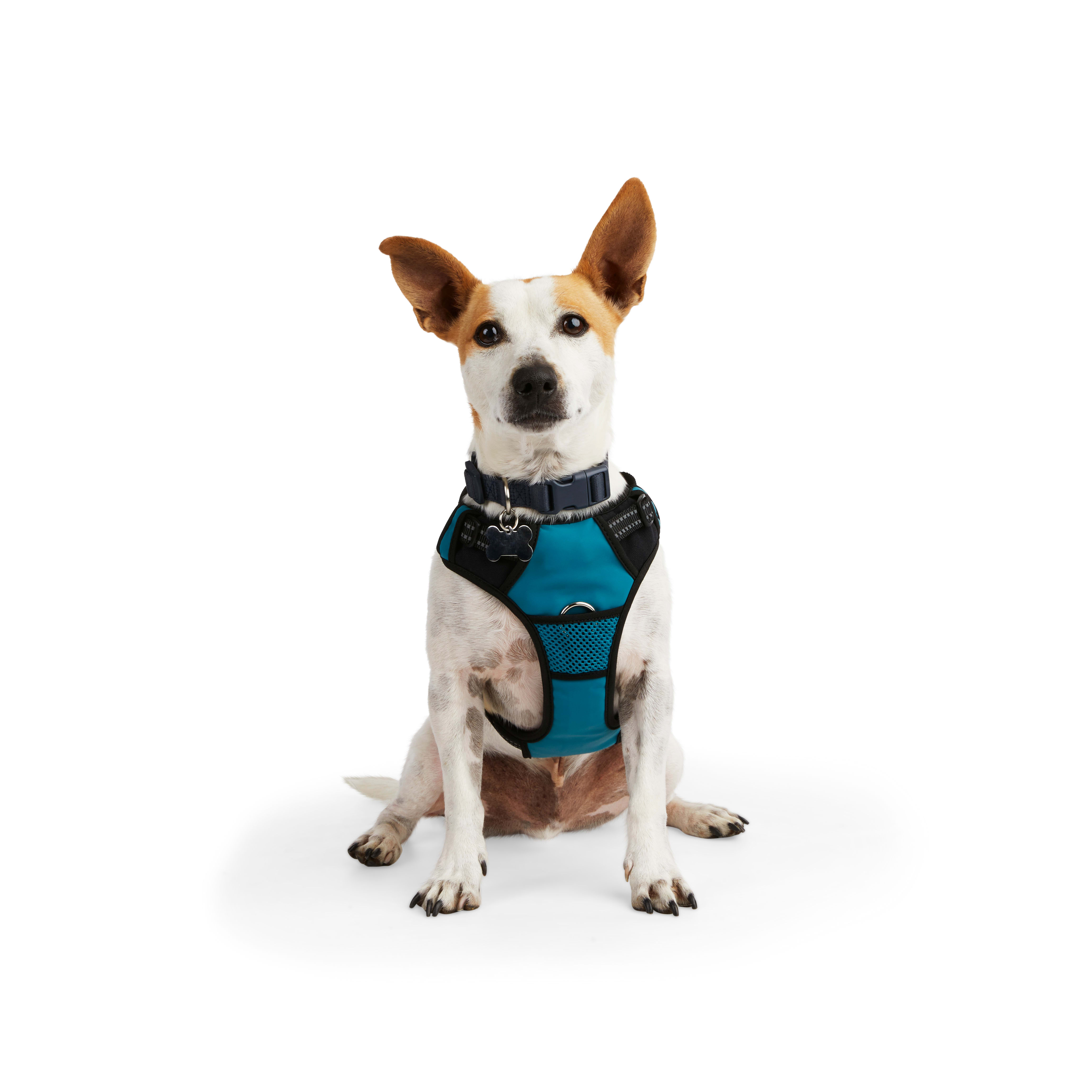 Everyyay Embrace The Pace Teal Reflective Dog Harness X Small Petco