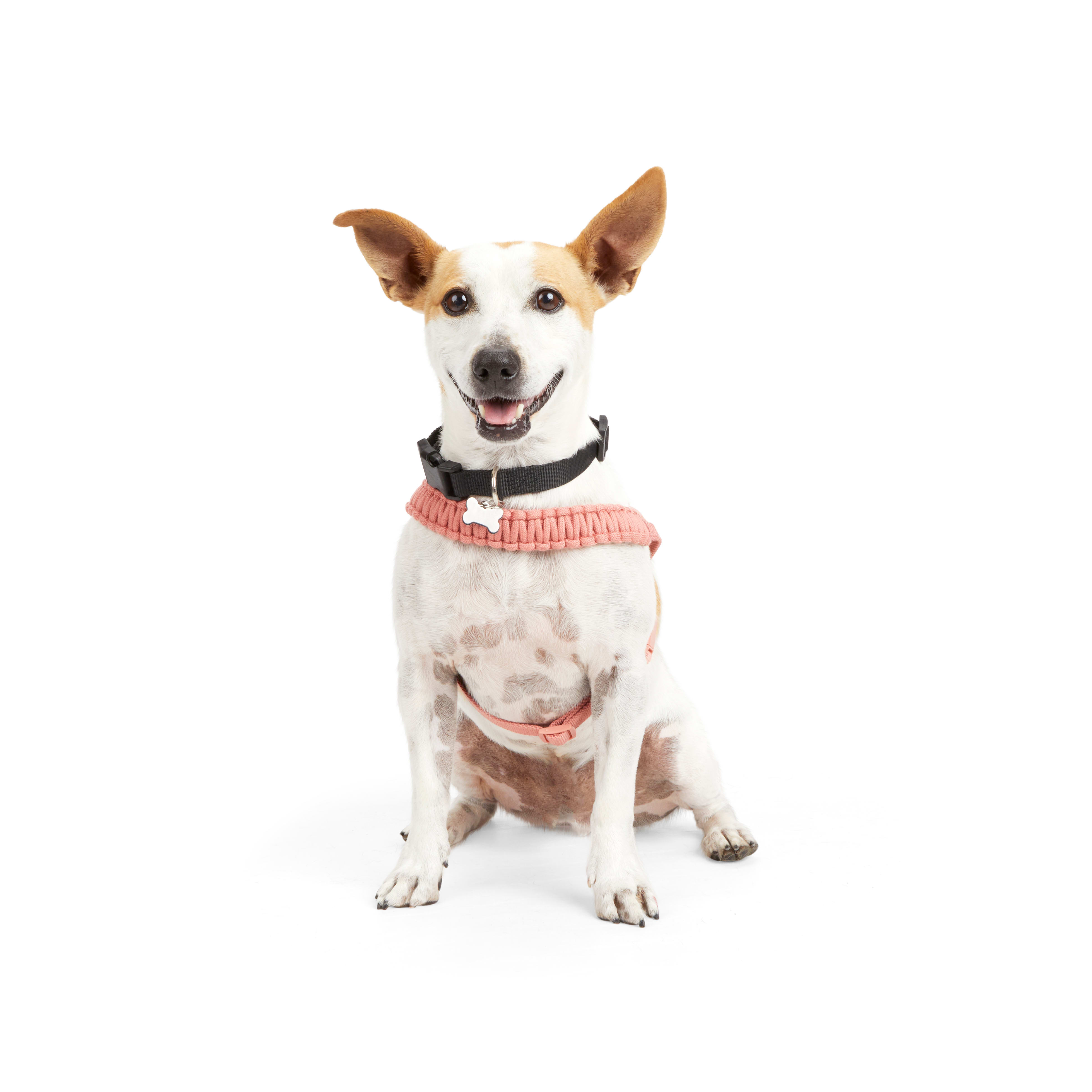 Best chew proof dog hot sale harness