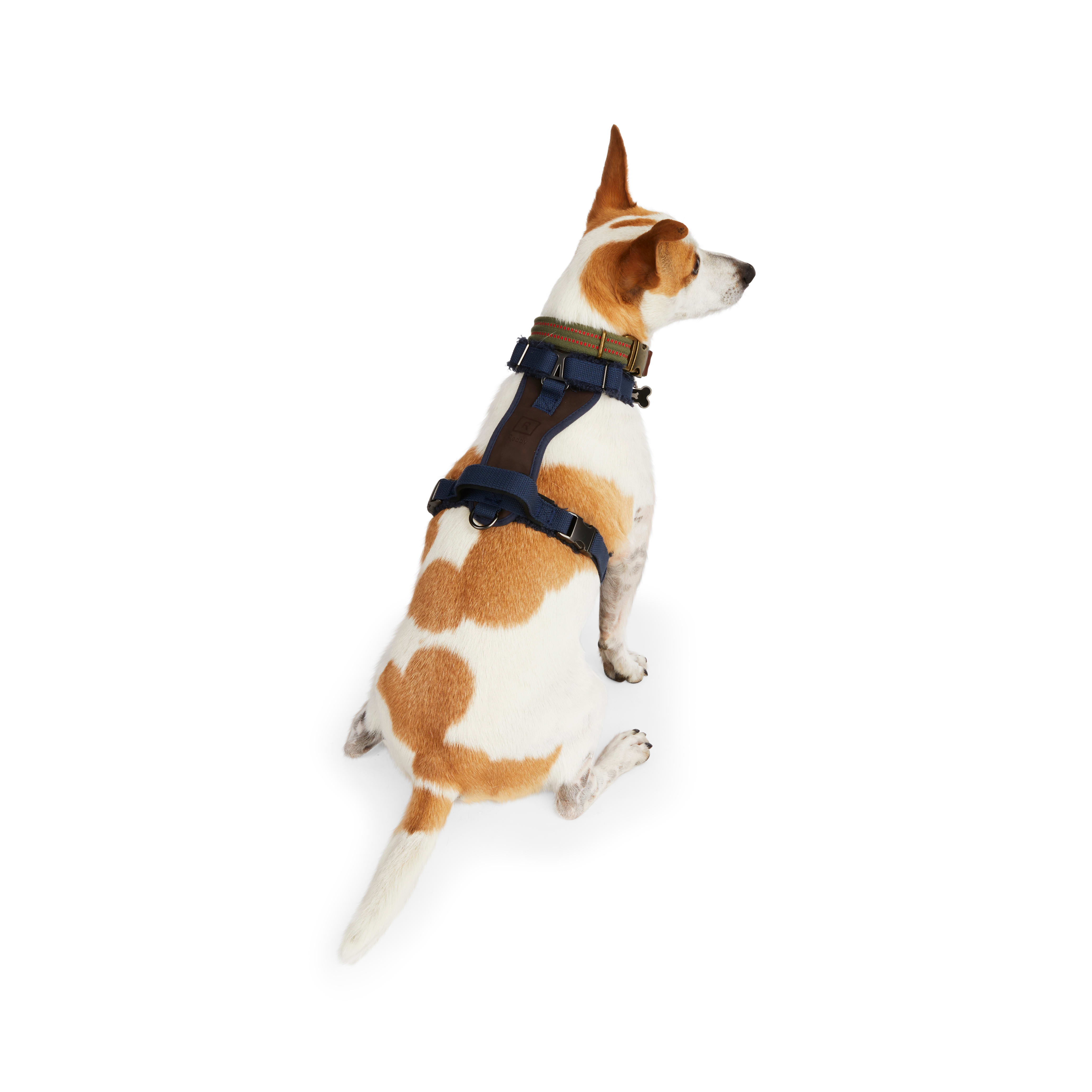 Sensation shop harness petco