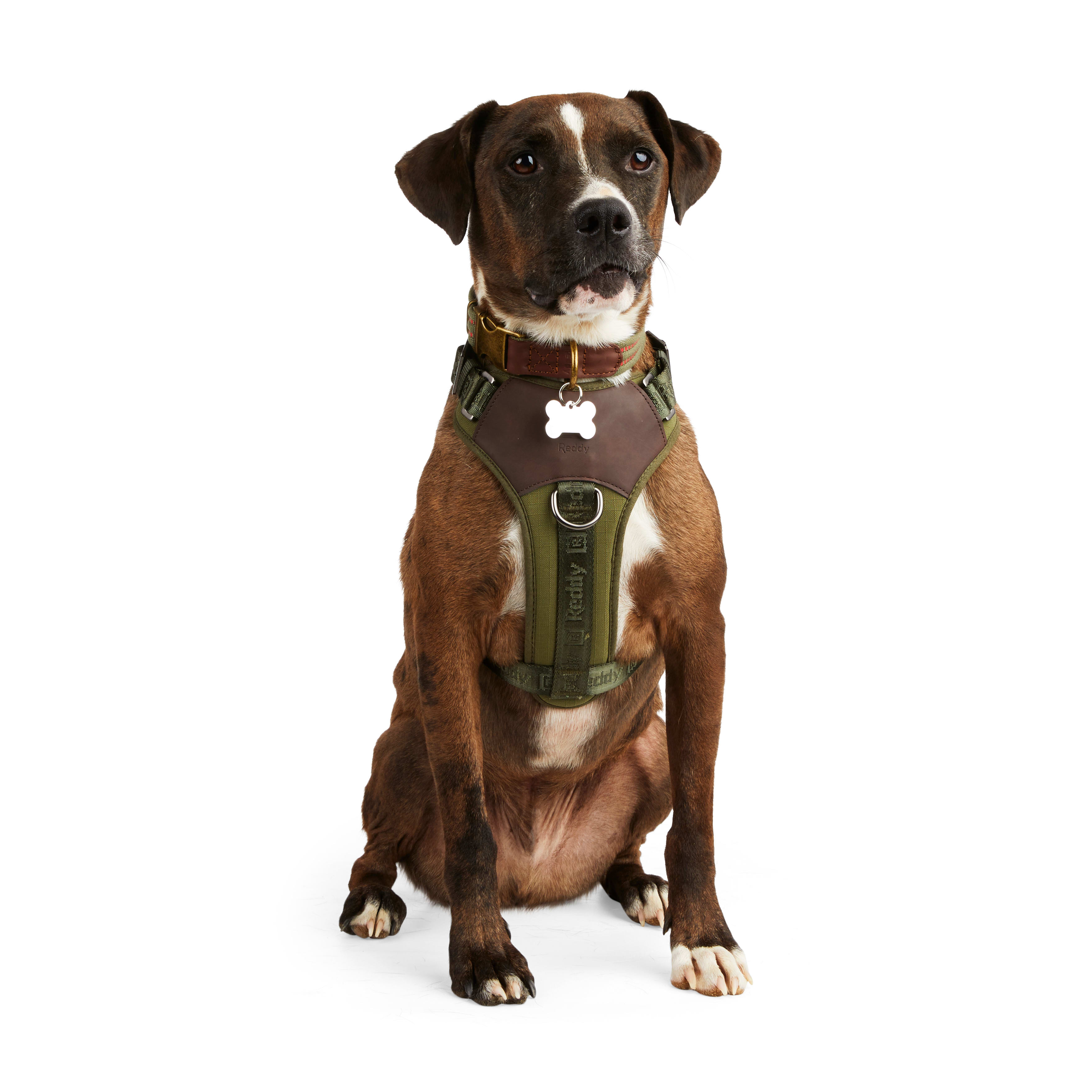 Reddy Jacquard Dog Harness Black Medium Petco