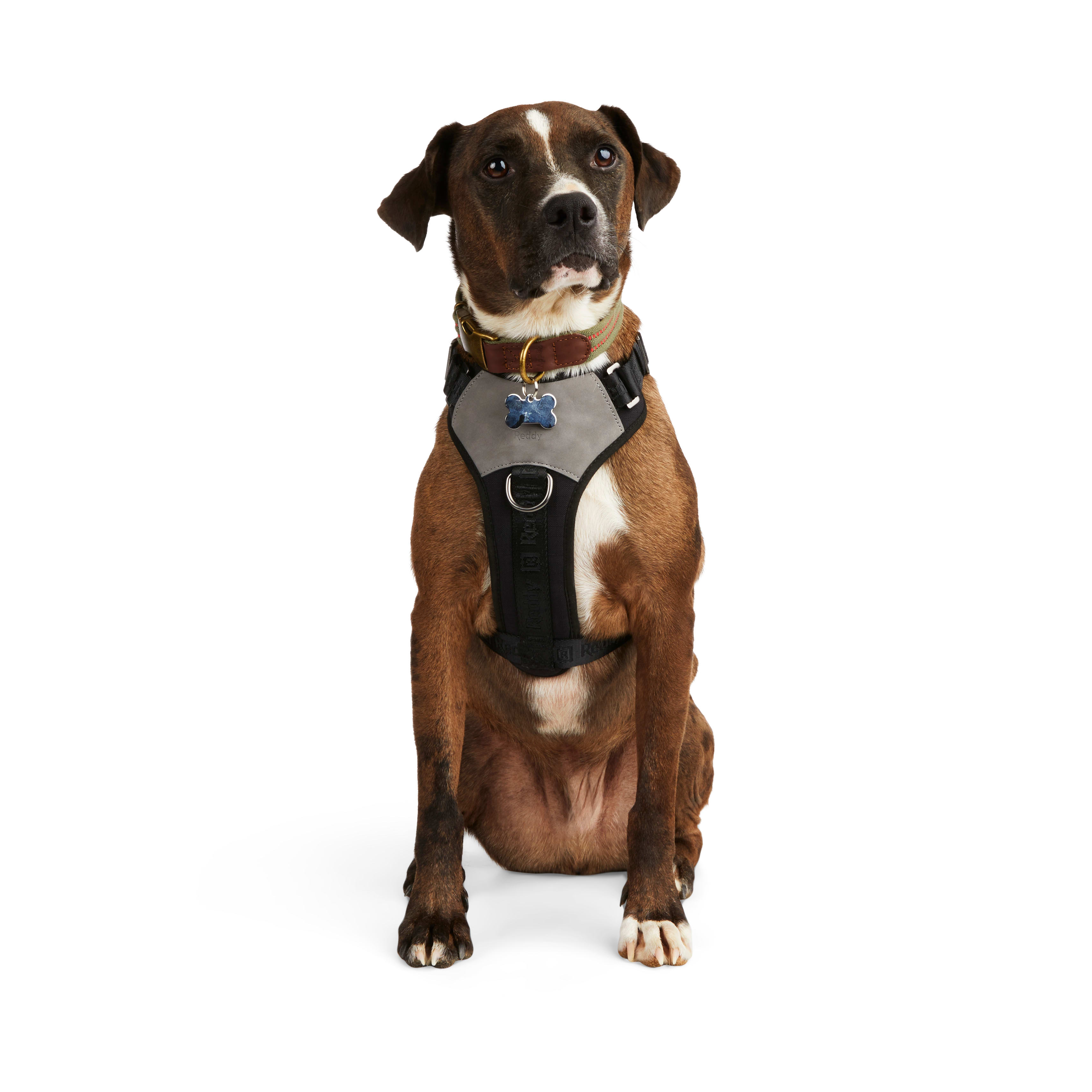 Black dog dog store harness