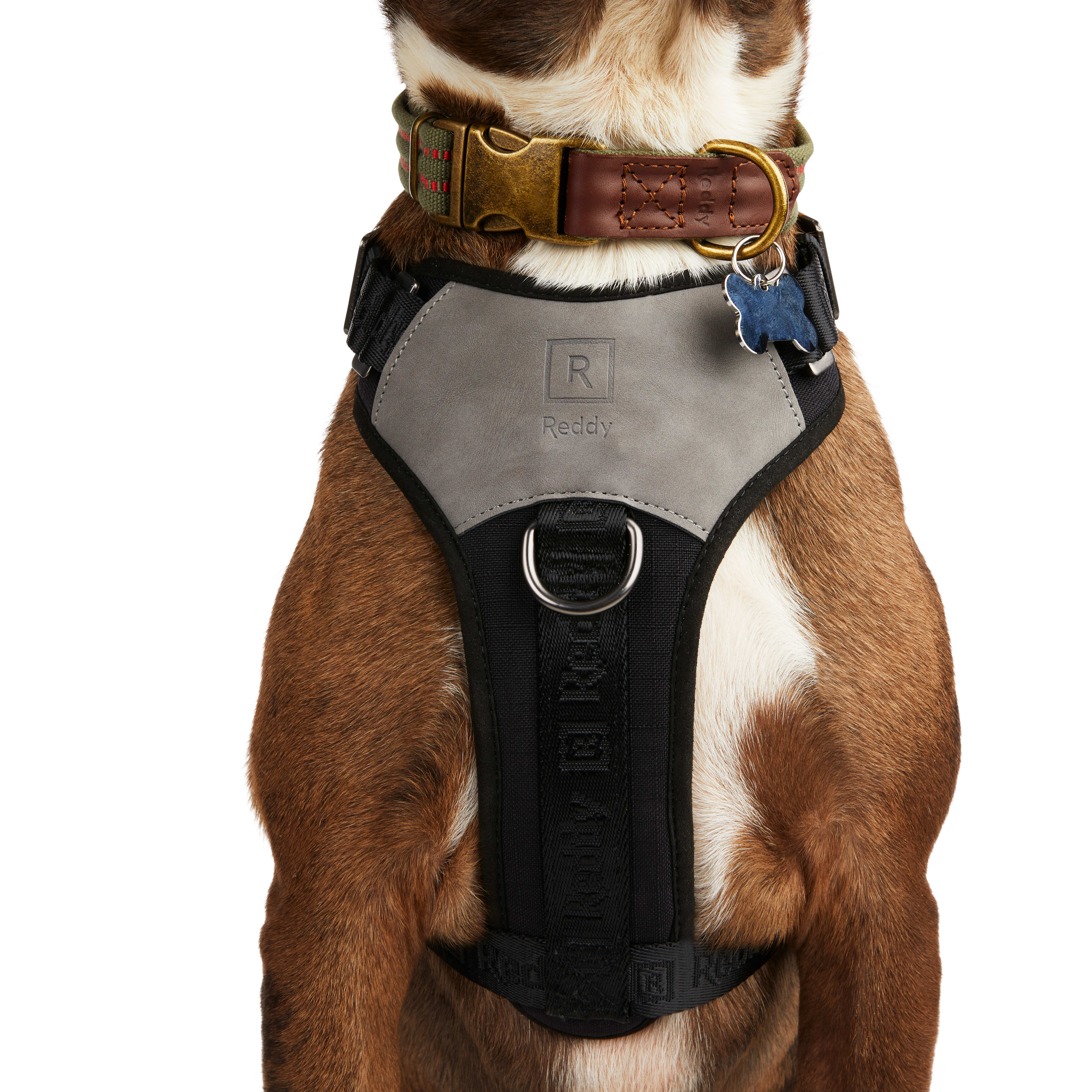 Choosing a Dog Collar or Dog Harness - Tipp Veterinarian Hospital