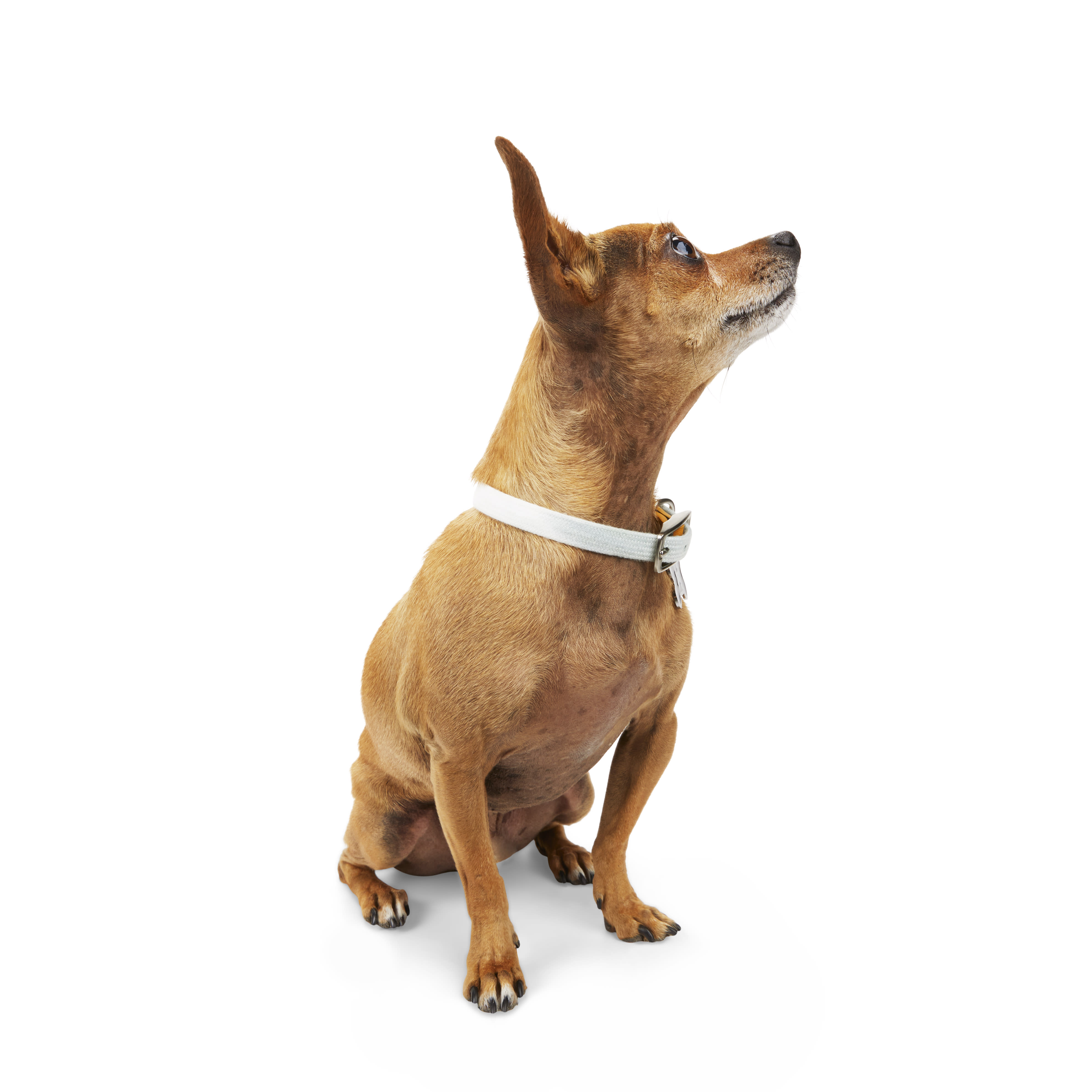 Let's Go Anywhere” PVC Dog Collar - Blush – Louis Barx