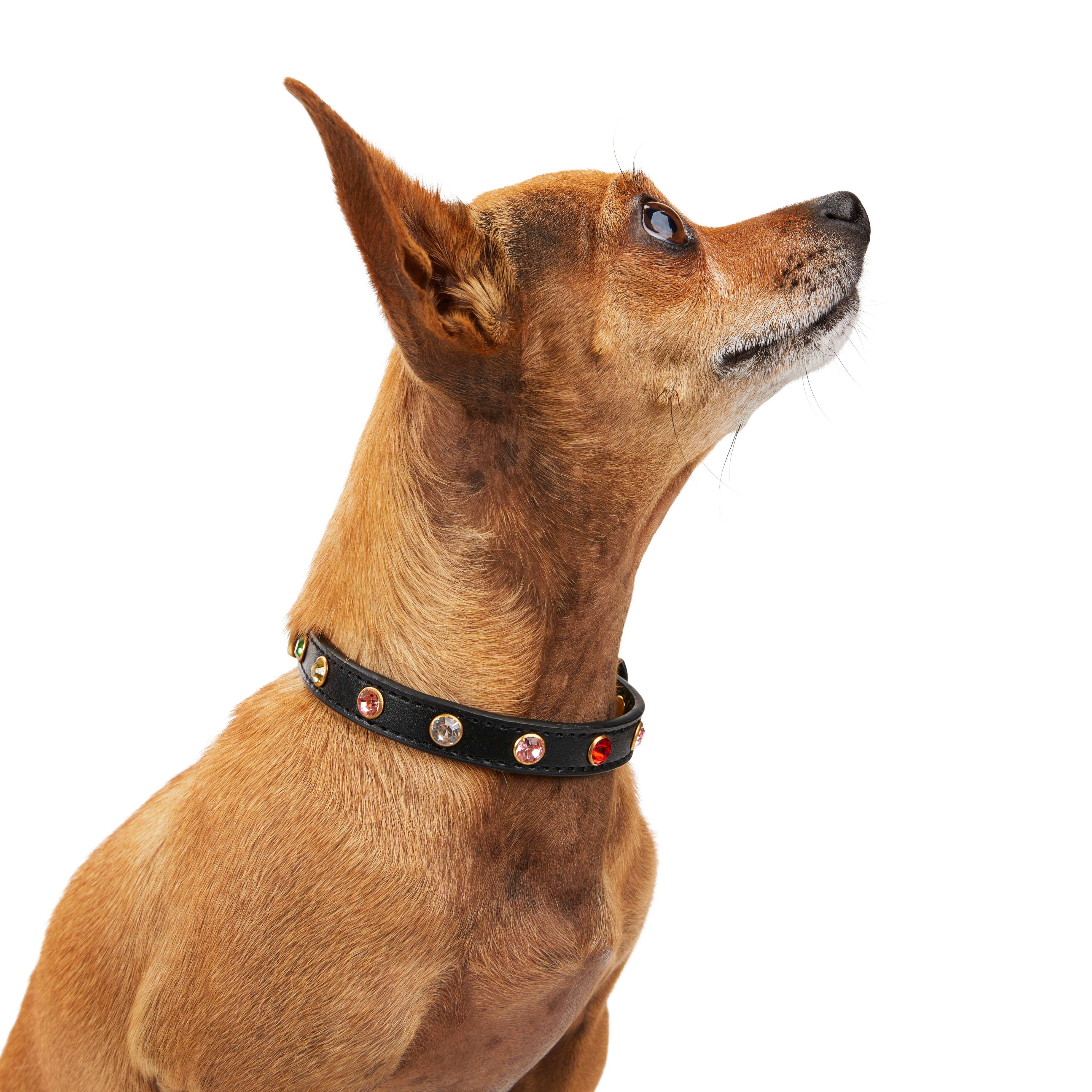 Diva 2024 dog harness