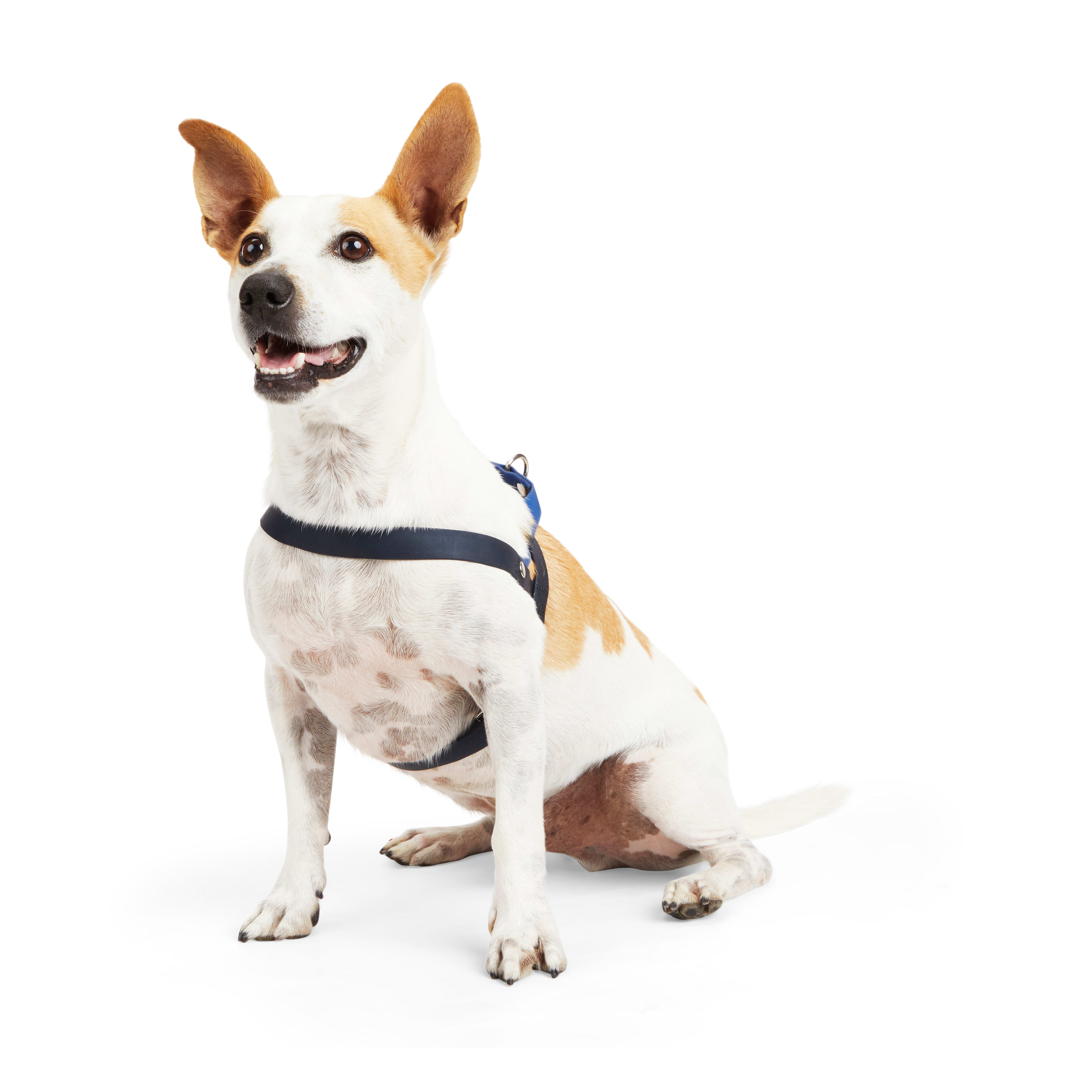 Chew resistant outlet dog harness