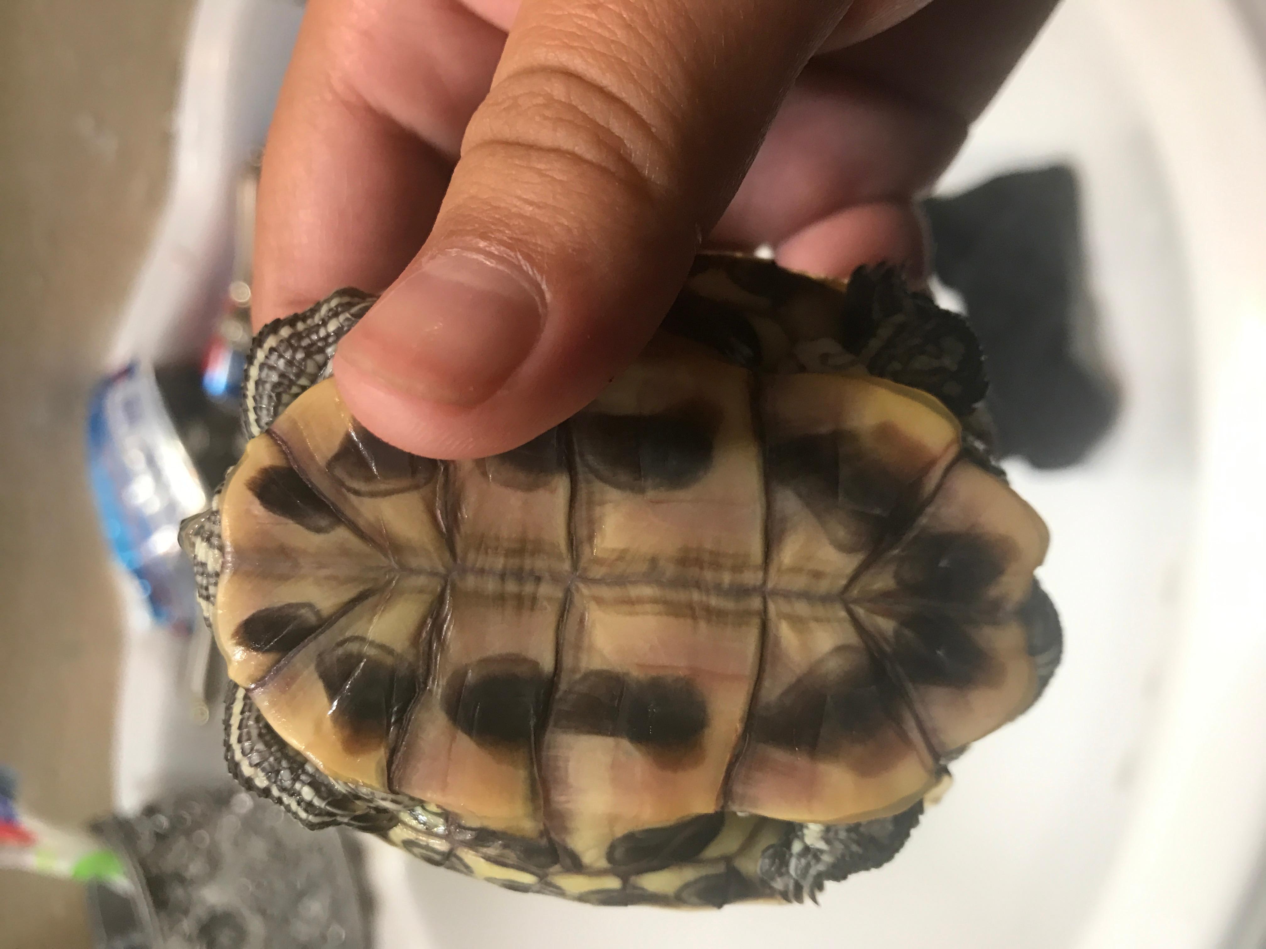 Why is my turtle's bottom shell red? Is it a sign of infection? | Petco