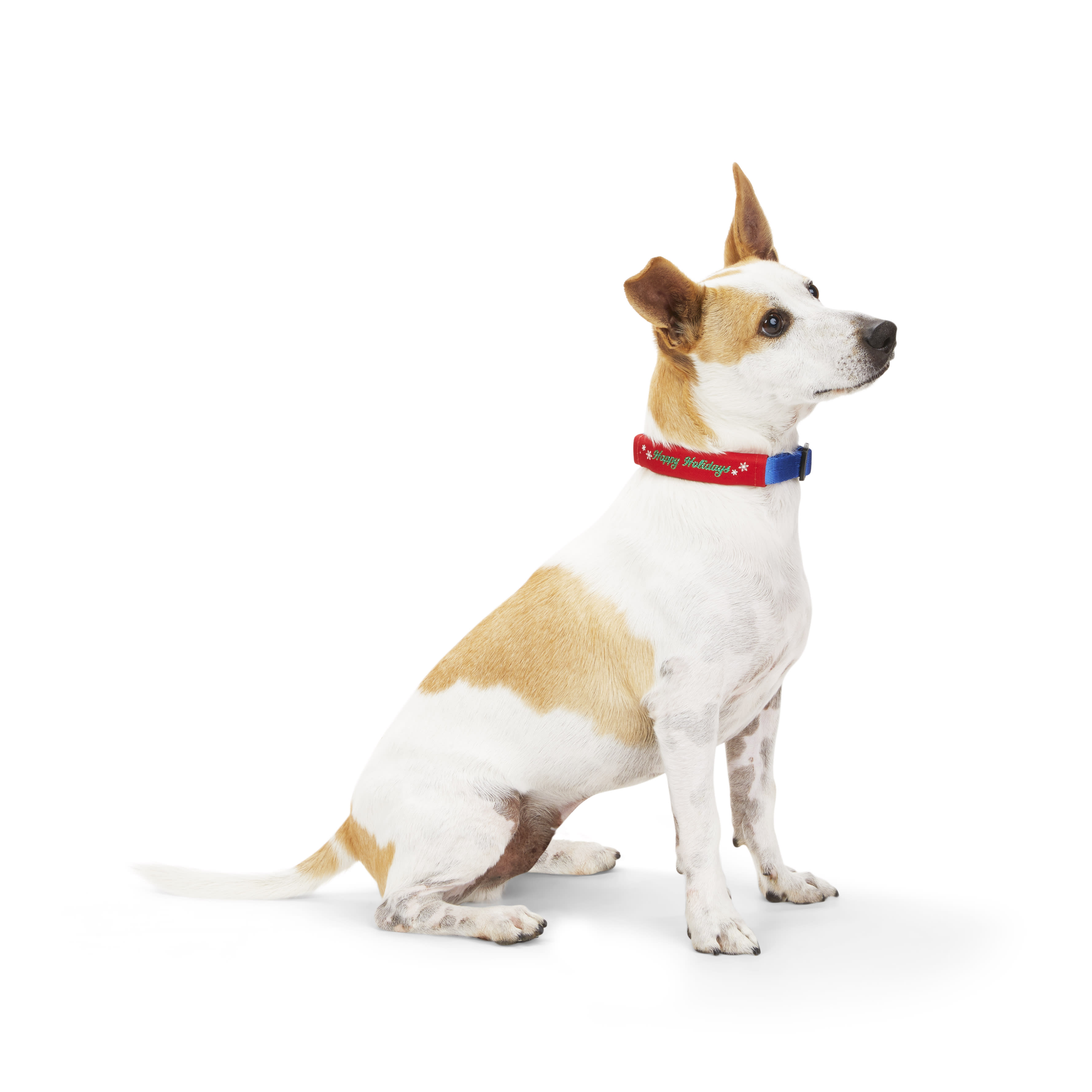  Merry Makings That's a Wrap Dog Collar Customization Set, Small, Pack...