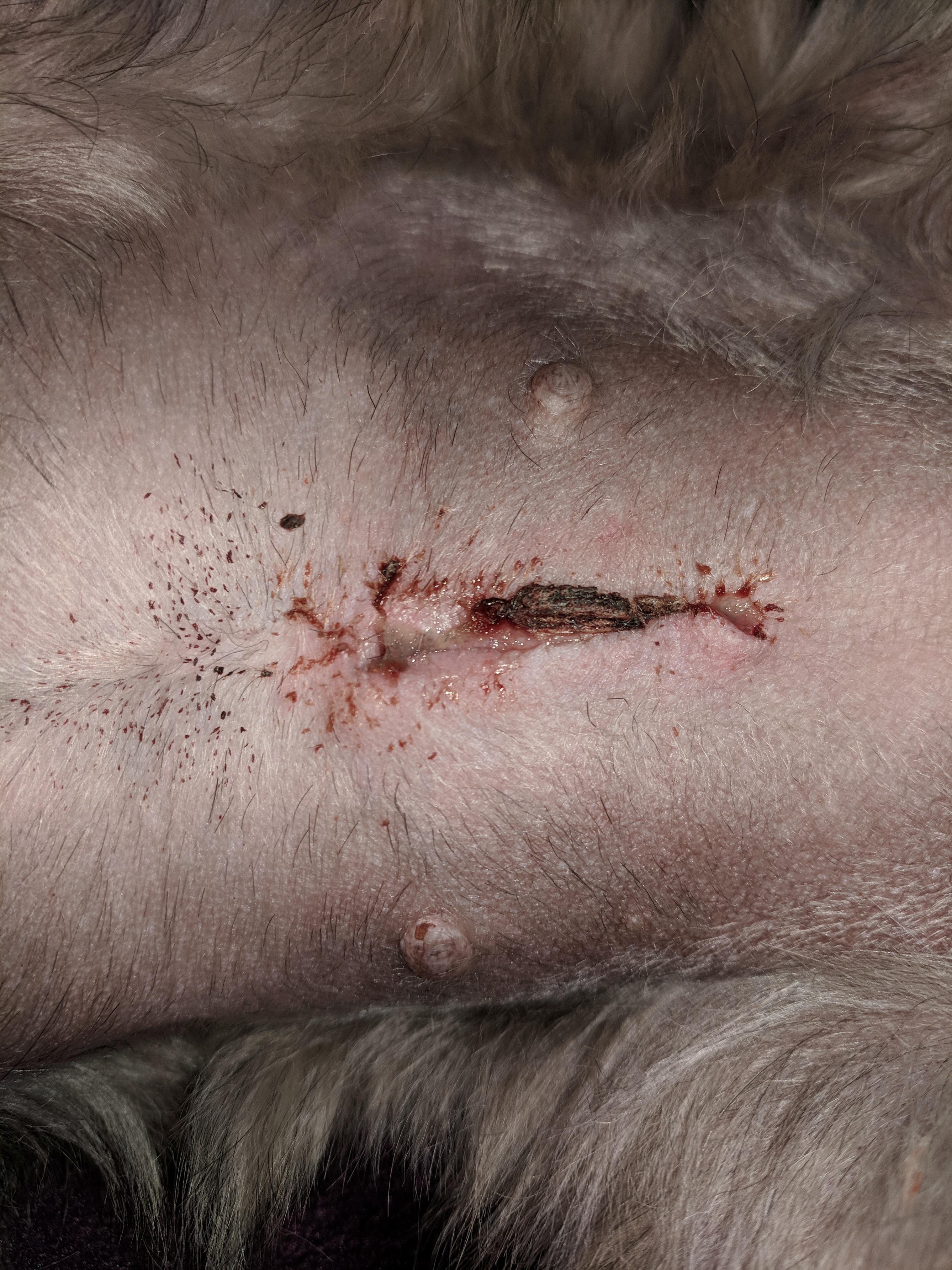 My Dog's Spay Incision Has Discharge: Infected? Ointment Safe? | Petco