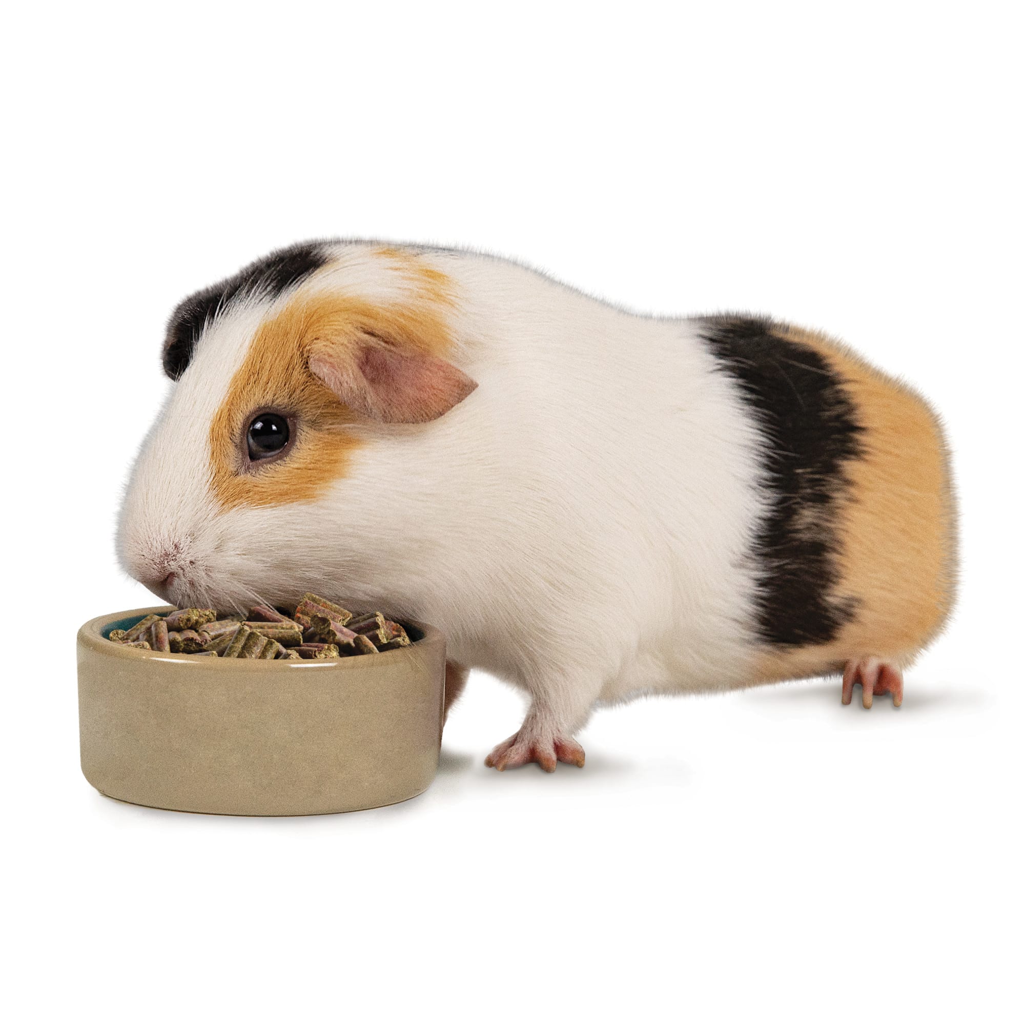 Guinea Pig Care Sheet Food Habitat