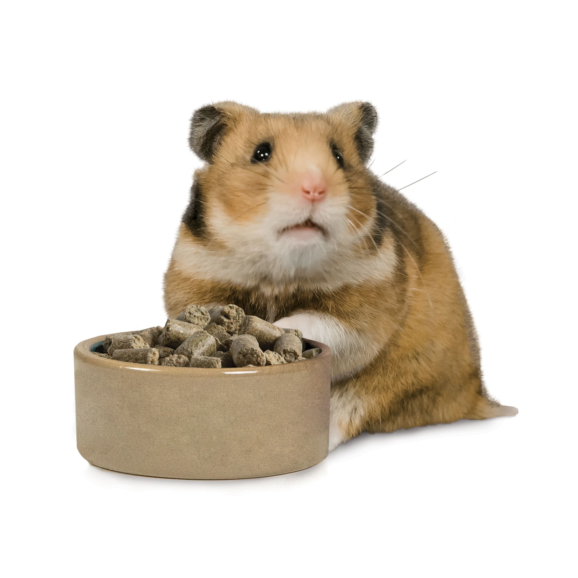 Hamster Care Sheet: Food, Habitat & Health