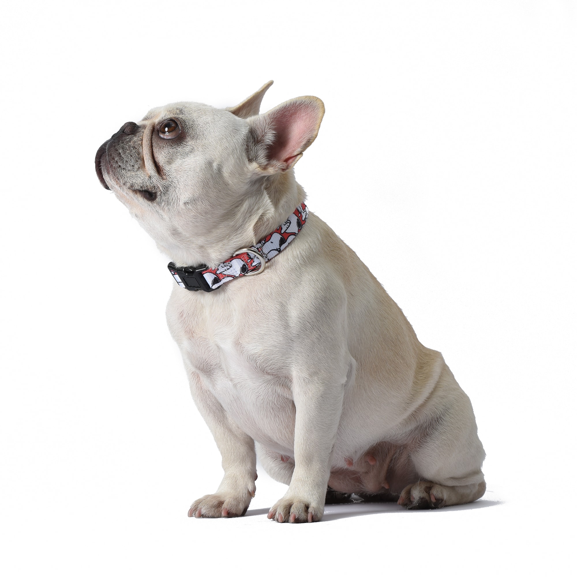 Fetch Pet Collar and Leash Set 