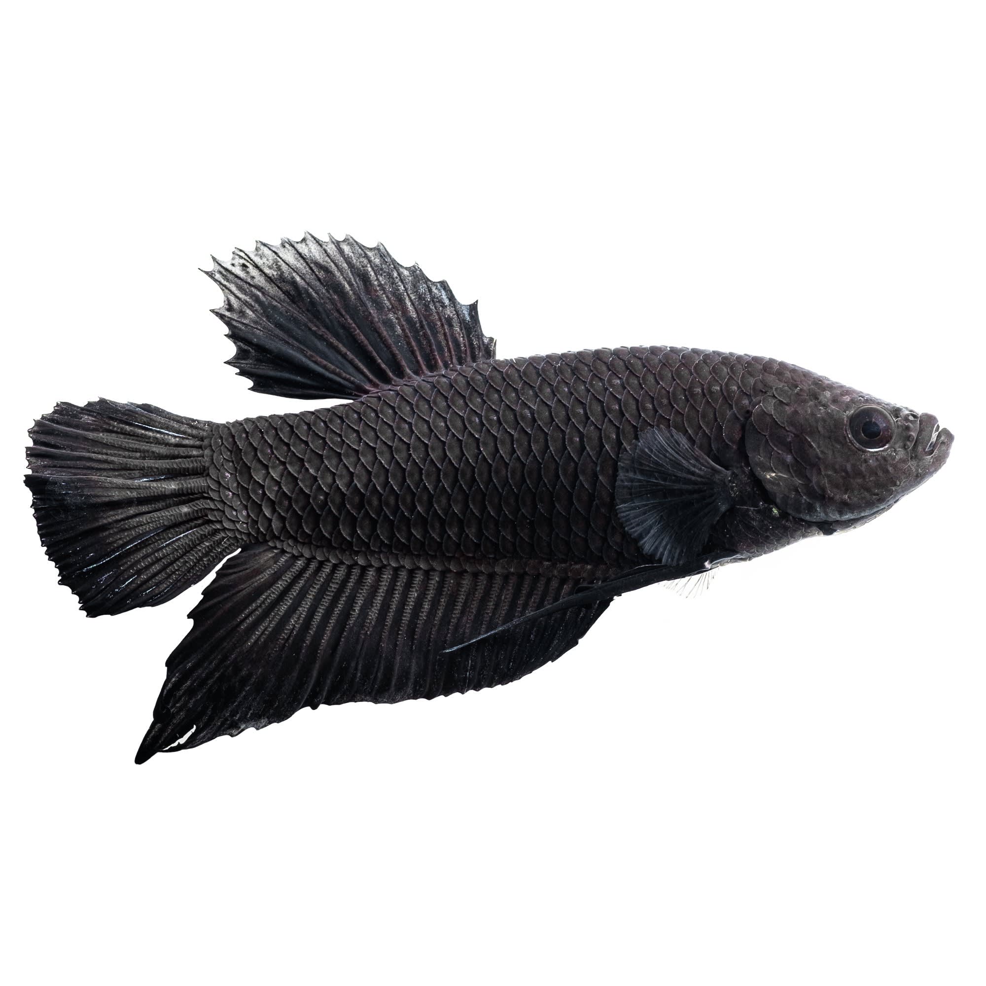 Midnight Betta For Sale - Male