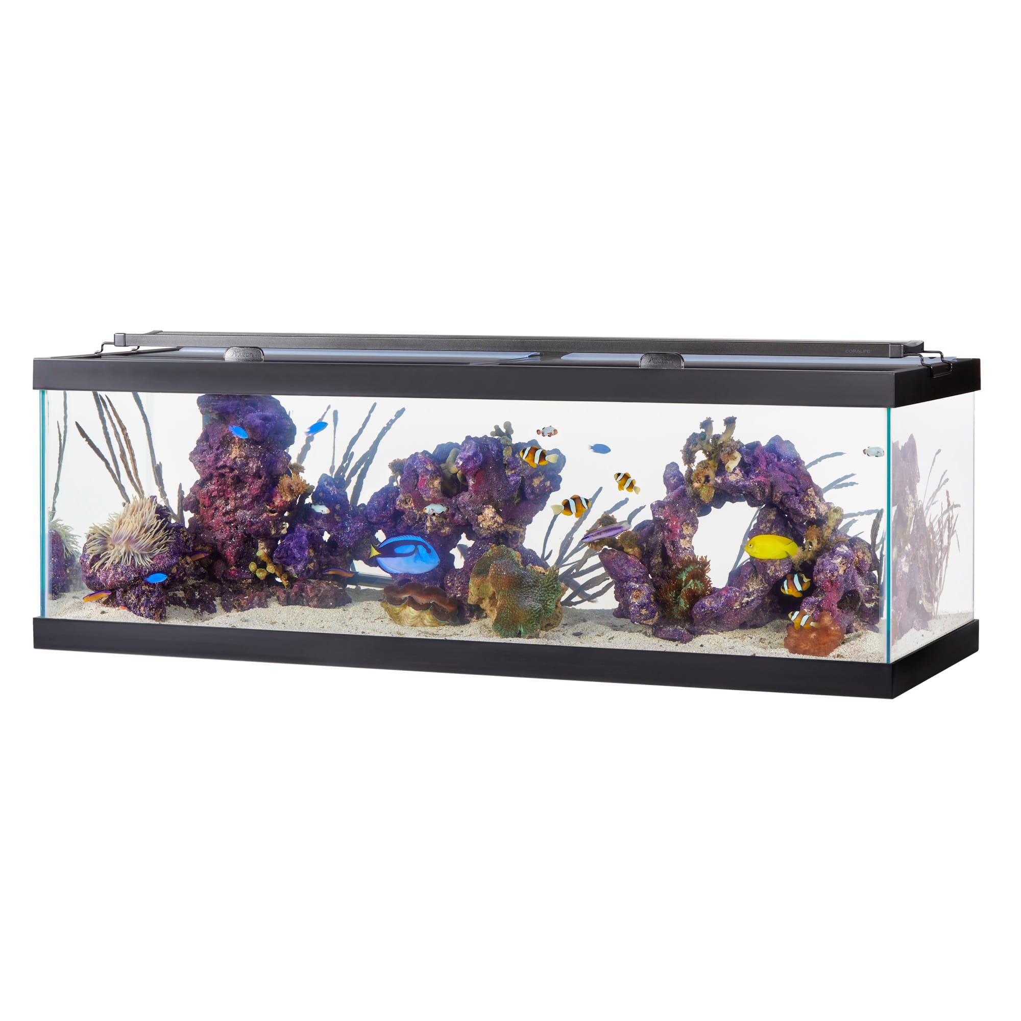 Aqua Culture Aquarium, Glass Starter Fish Tank or Terrarium, 10 Gallon 