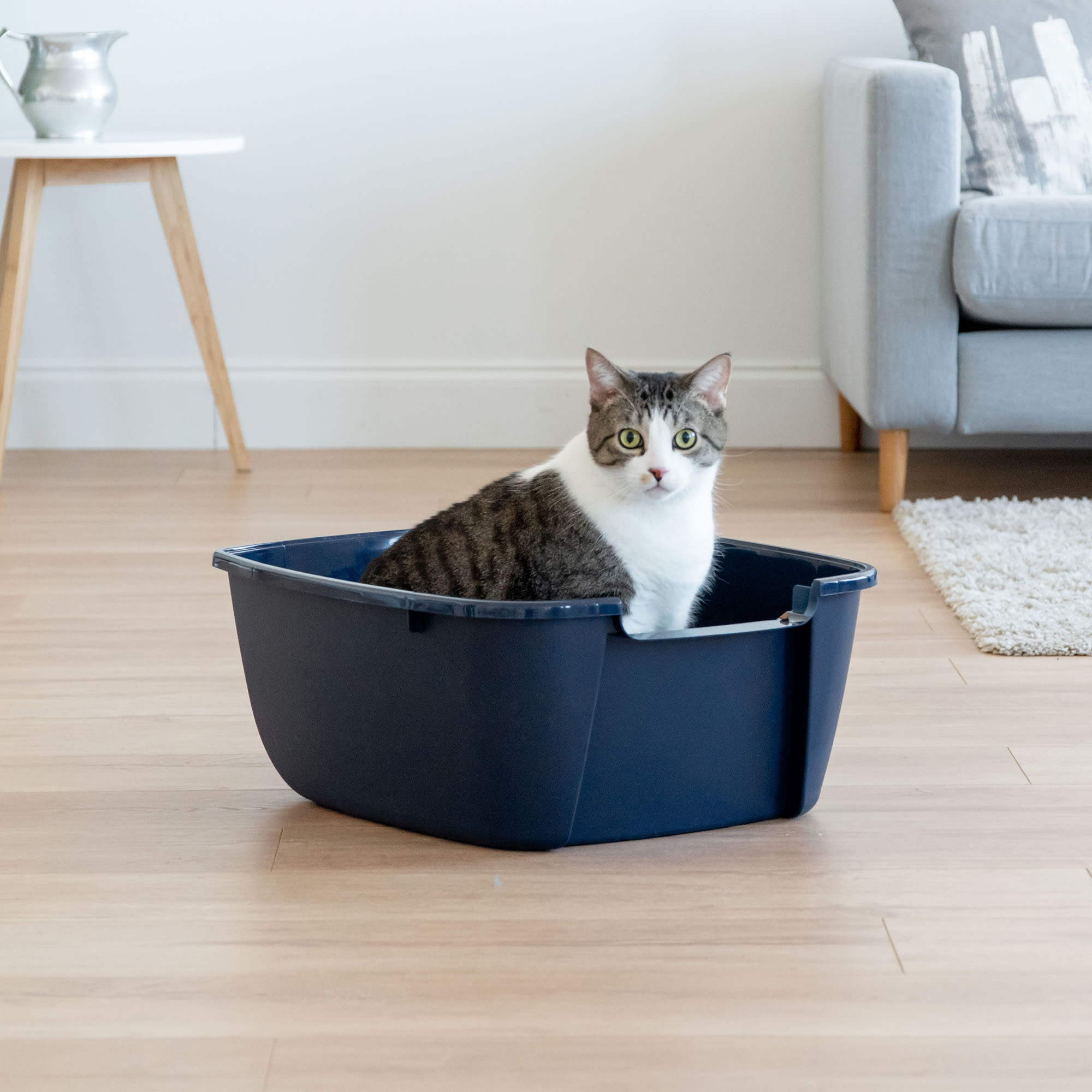 Iris Navy Cat Litter Box with Scoop X Large Petco