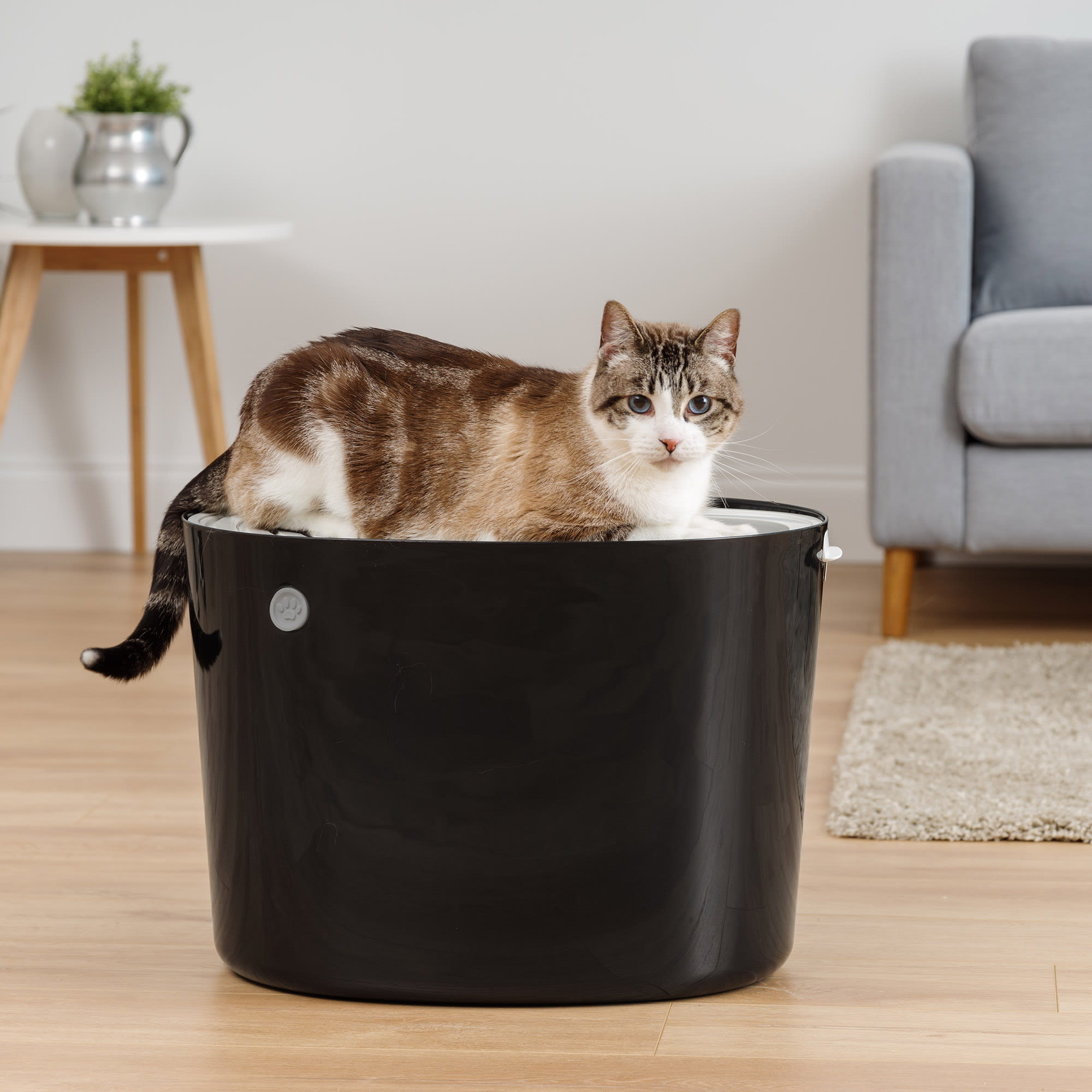 Kalender Markenname Komprimieren narrow cat litter box Blume Der Schnee