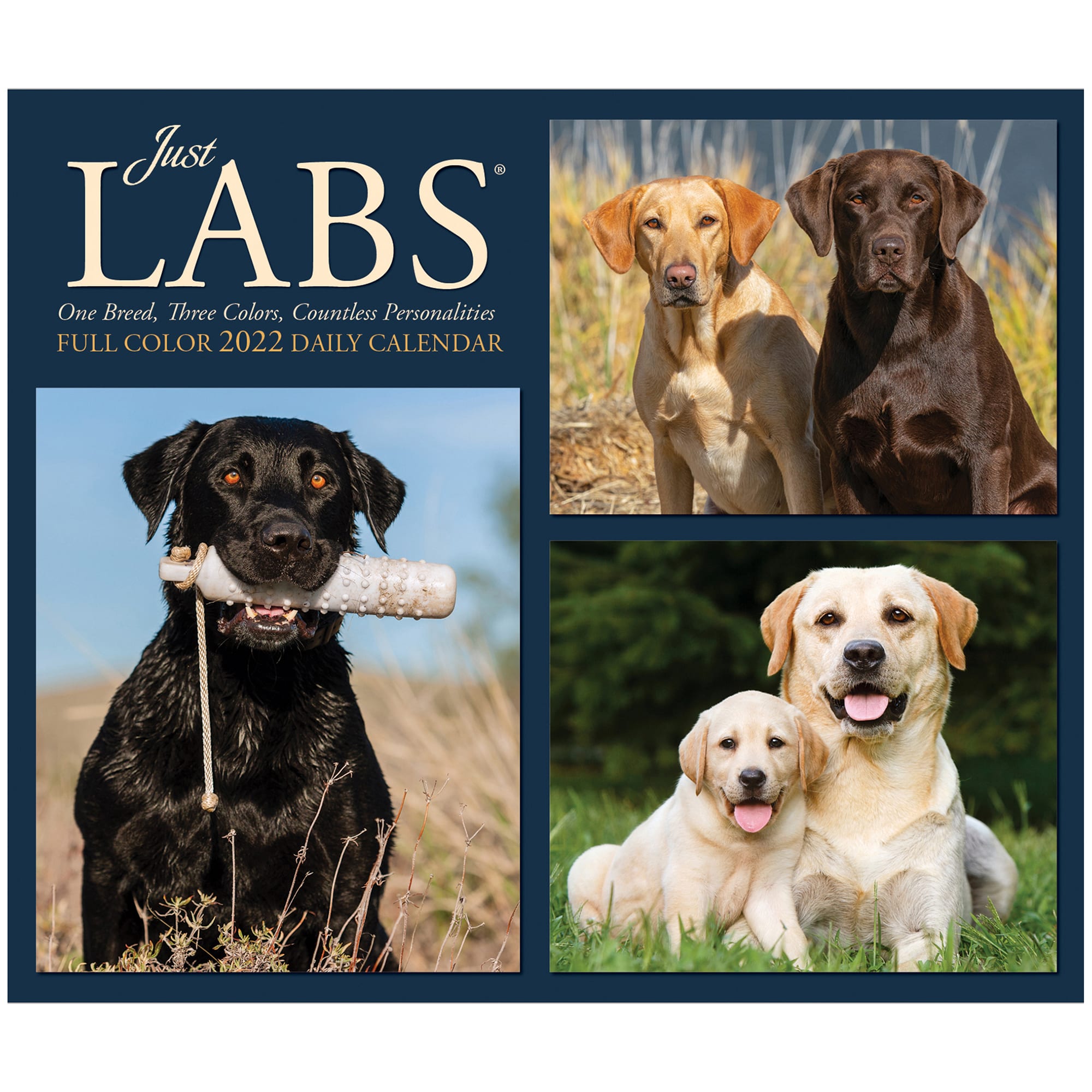 Calendar Labs 2022 Willow Creek Press Labs 2022 Box Calendar | Petco