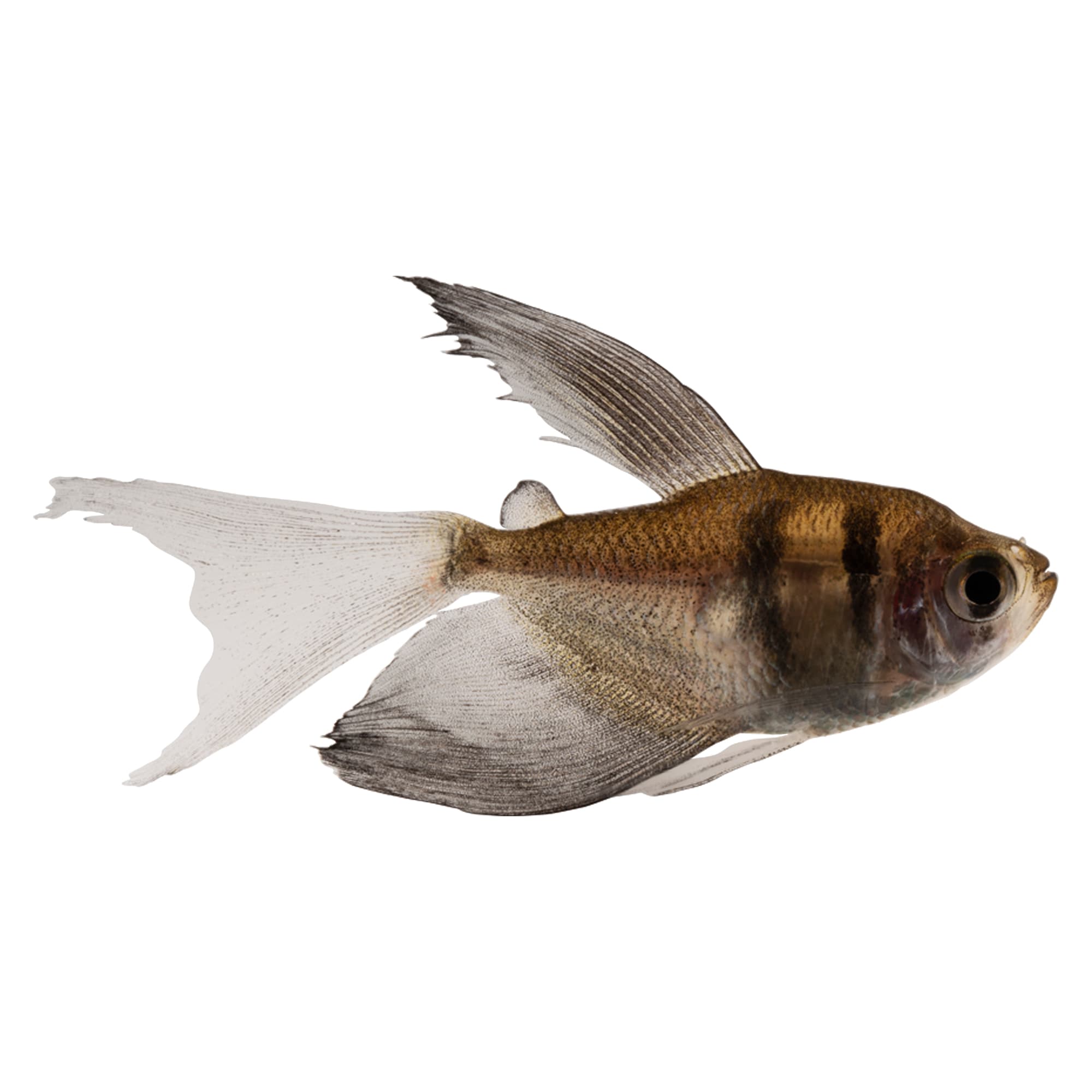 White skirt outlet tetra aggressive