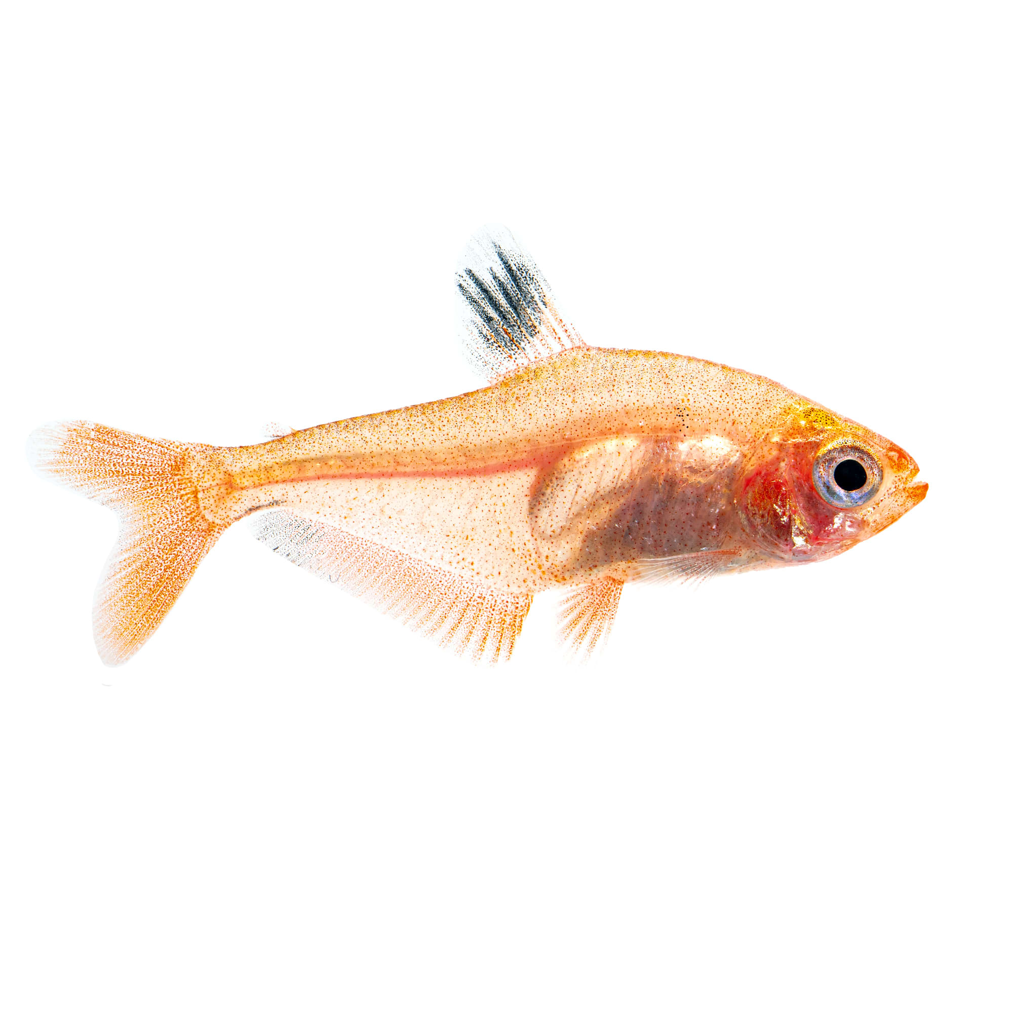 Clear tetra hot sale fish