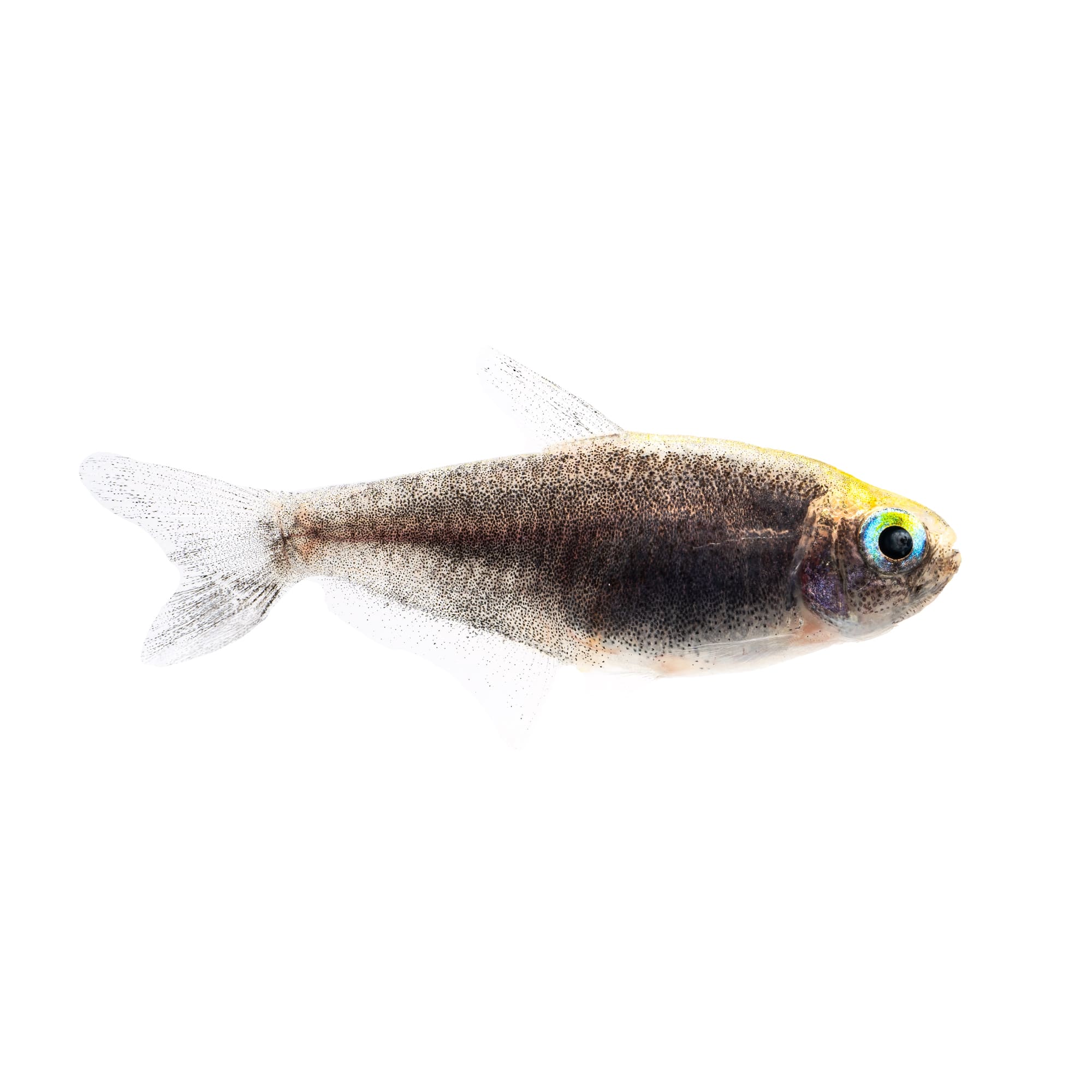 Black emperor tetra – side view, tropical freshwater