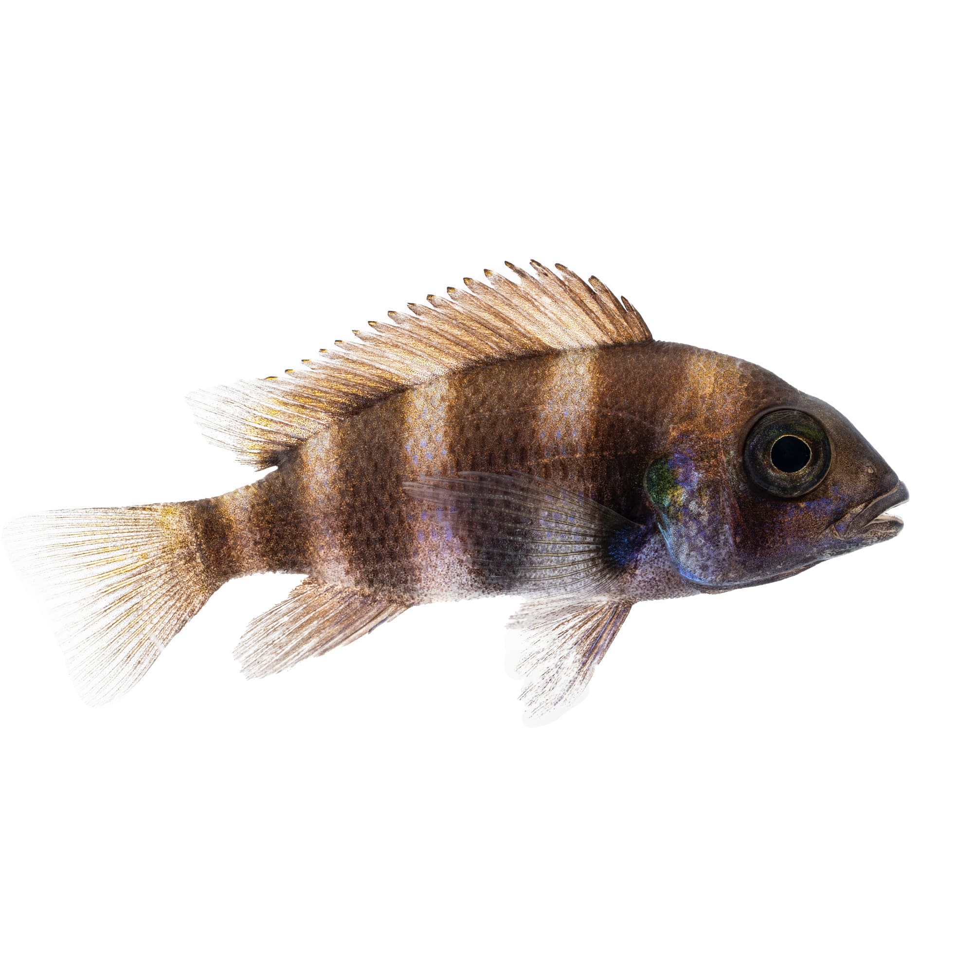 Frontosa cichlid care best sale