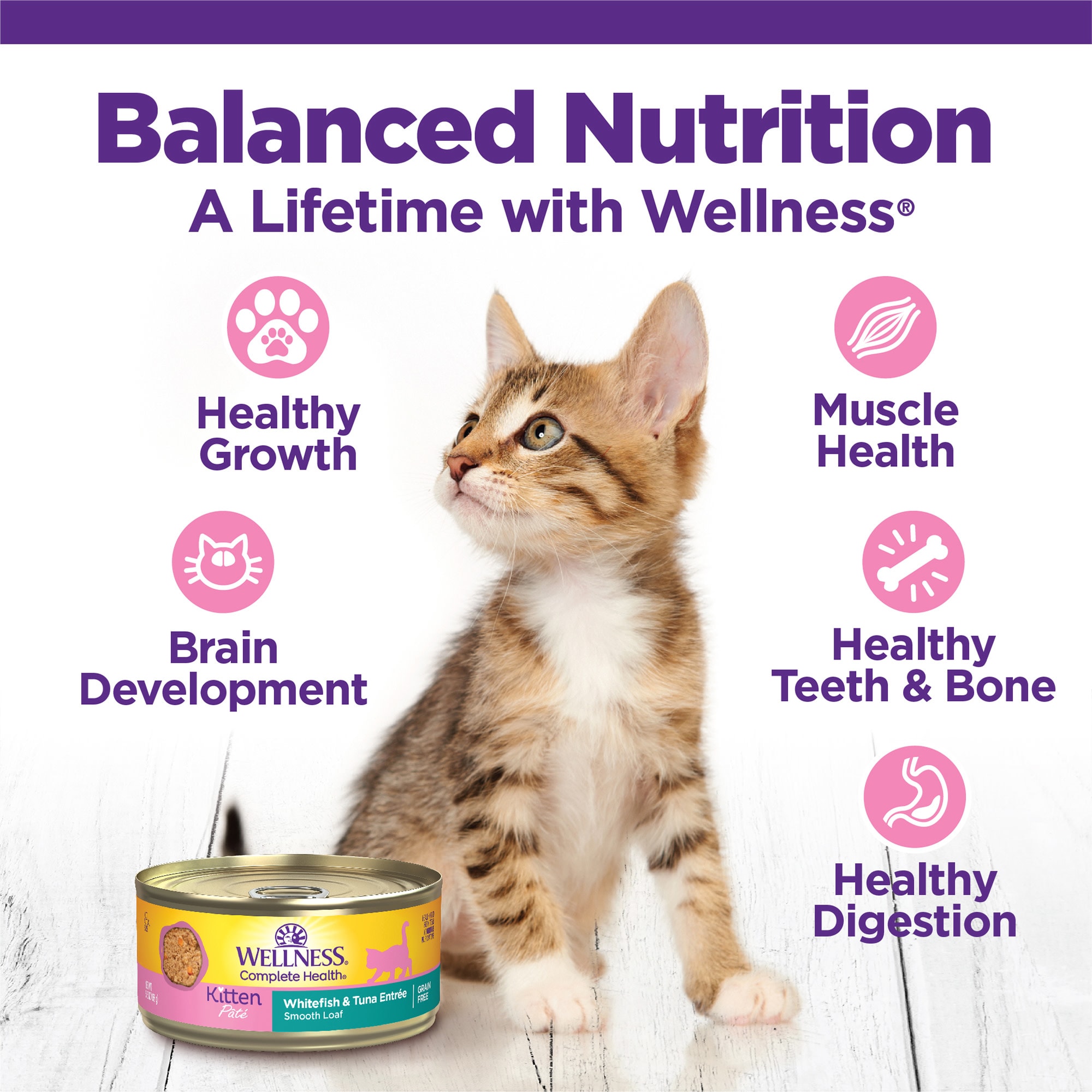 Wellness cat outlet food petco