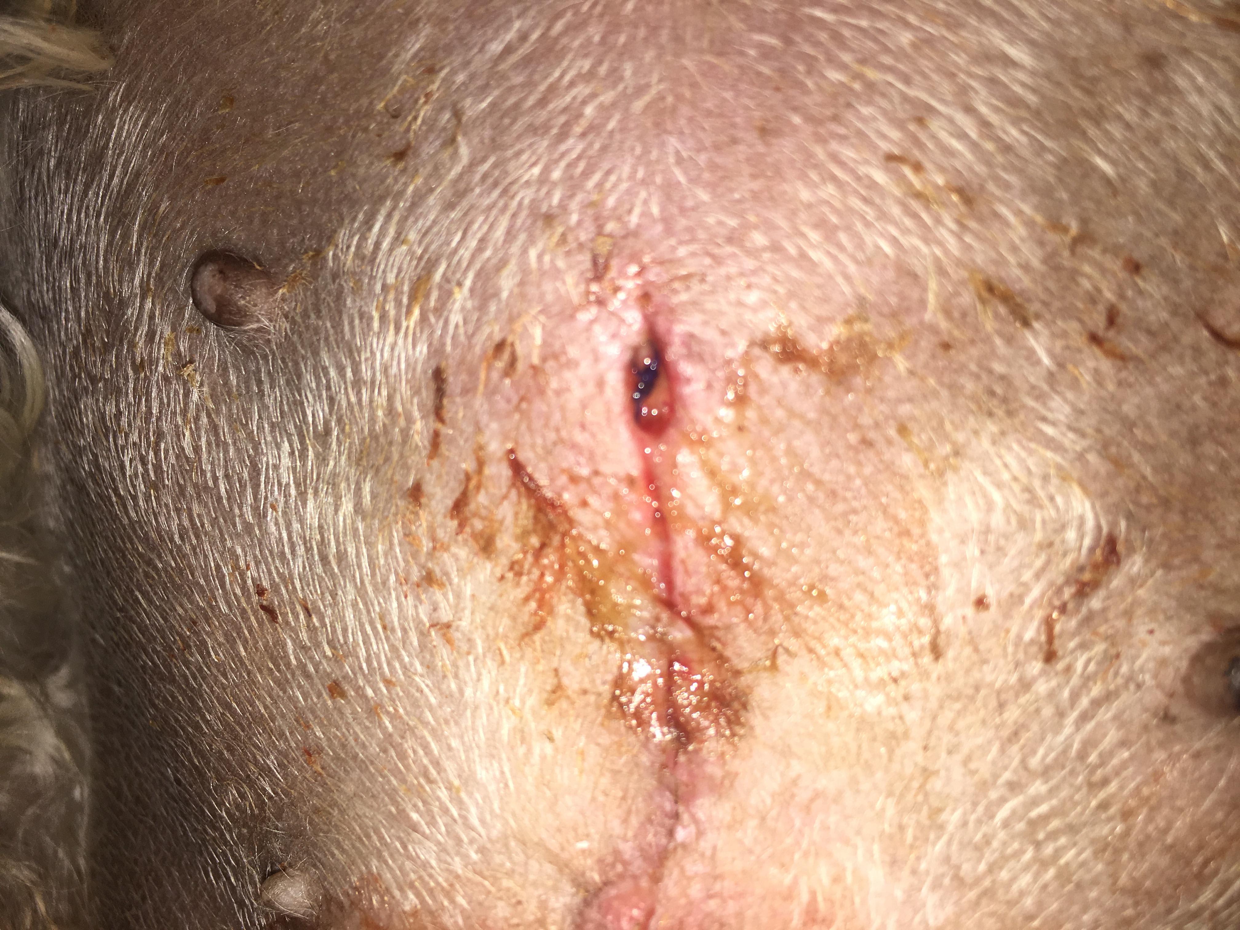 Dog's spay incision leaking smelly liquid? Is it infected? | Petco