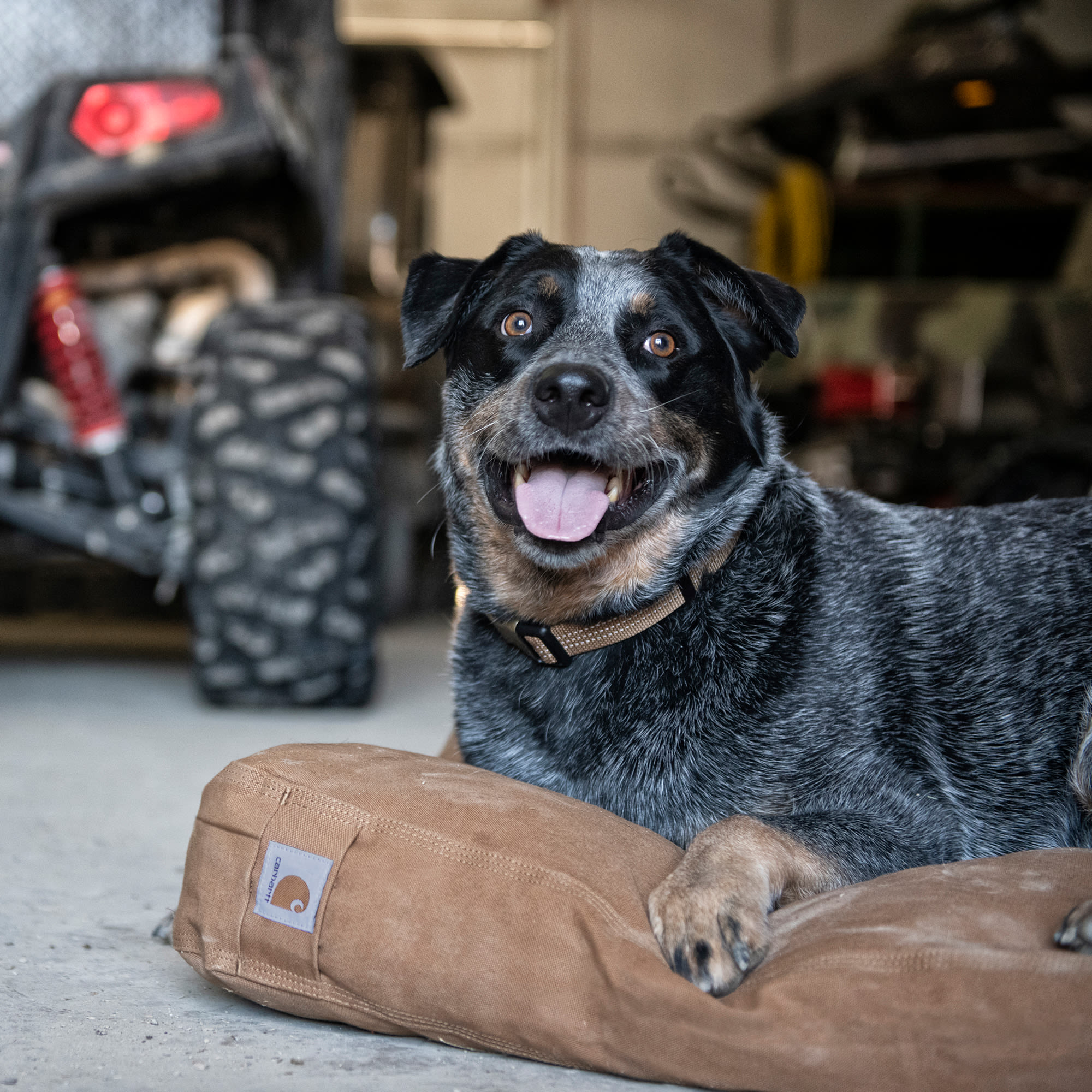 hunde trinkflaschen Hundetrinkflasche