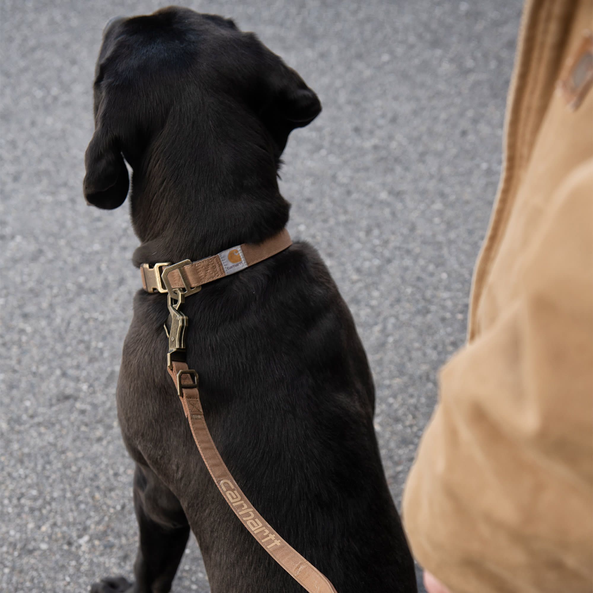 Slip leash hot sale petco