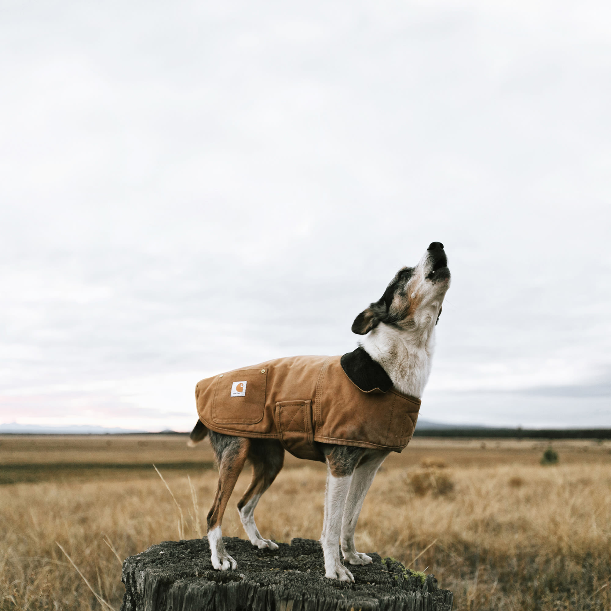 Carhartt chore store coat dog vest