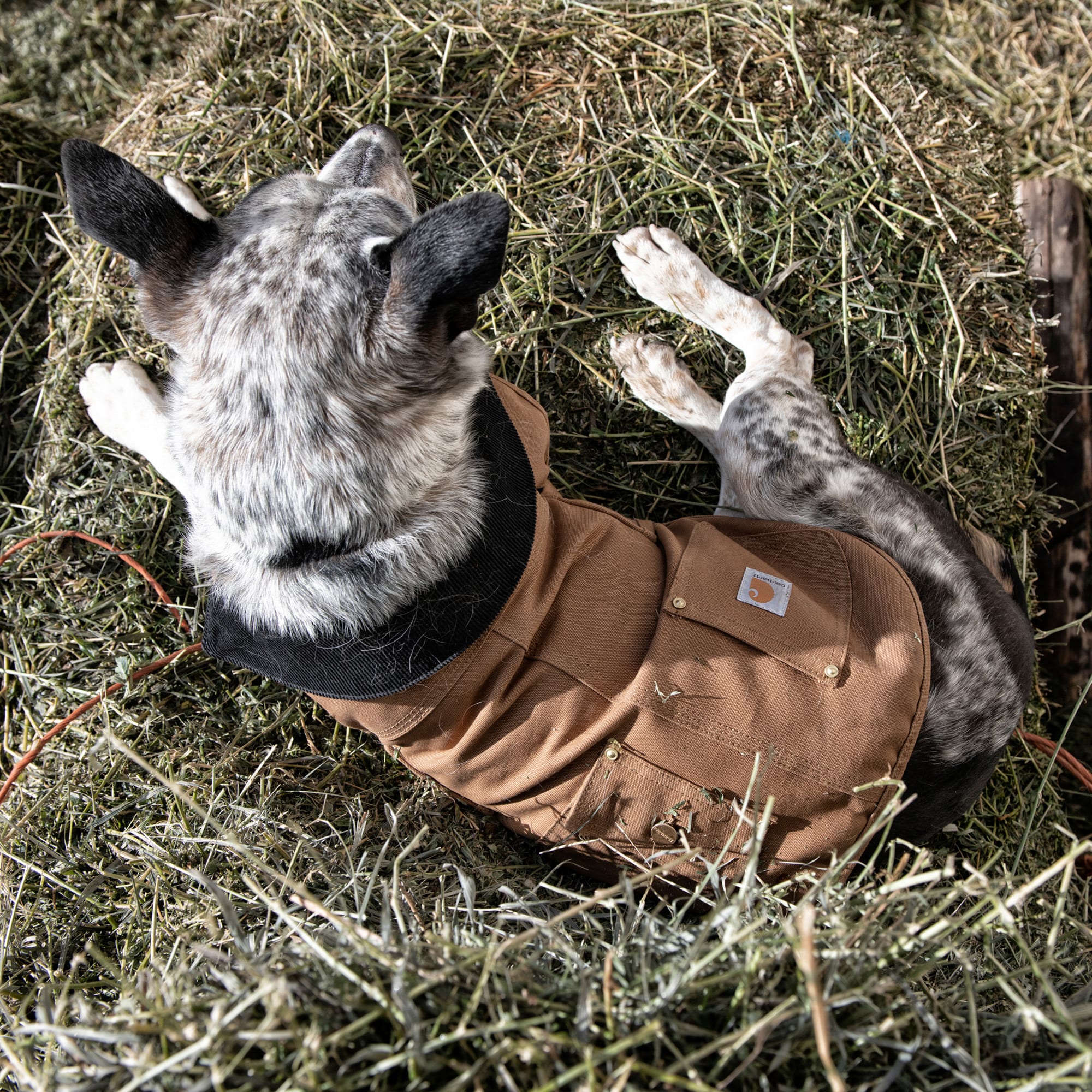 Pink carhartt best sale dog coat