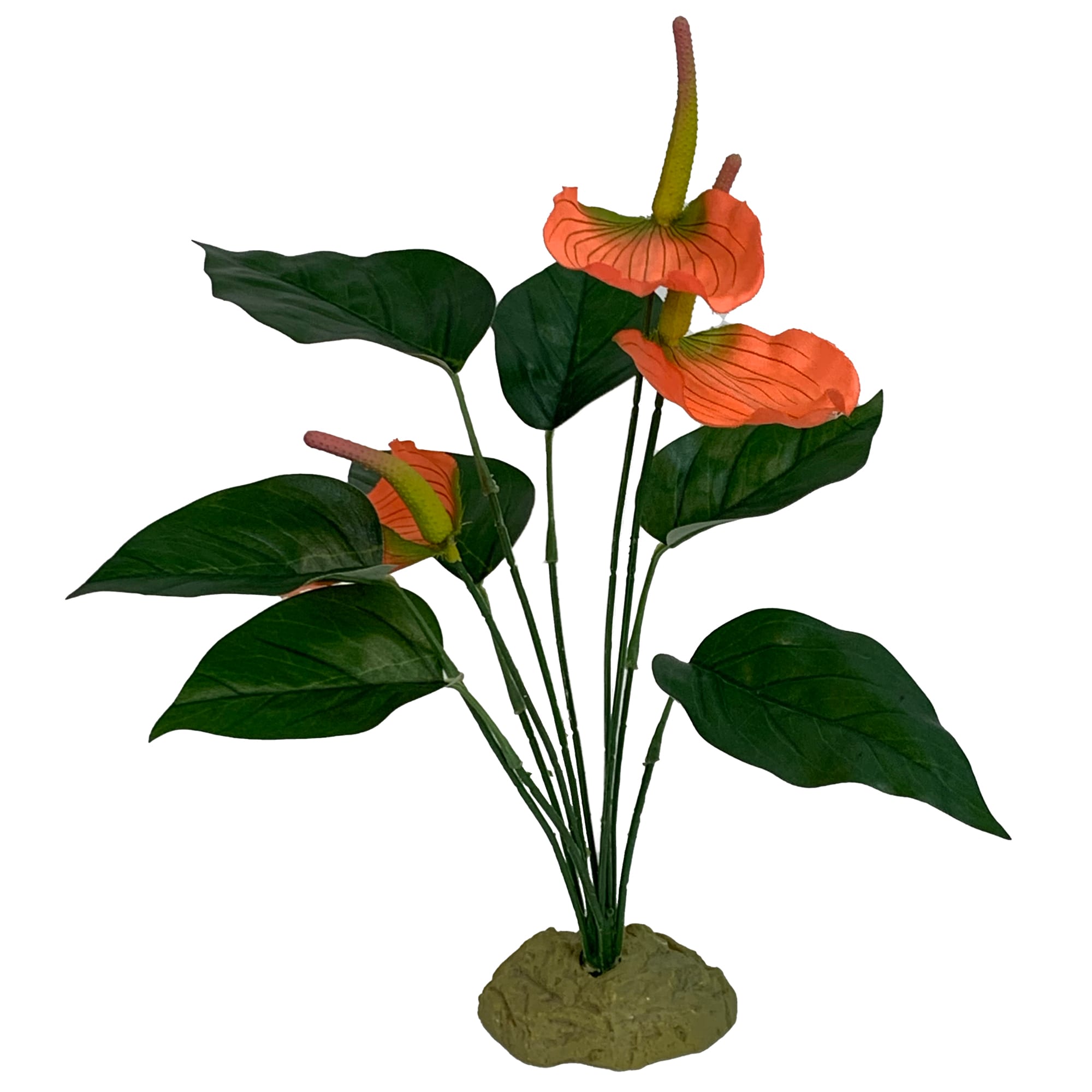 anthurium dressleri Anthurium Dressleri Eastern Panama Pure Specie Size L (EXACT PLANT) main image 1