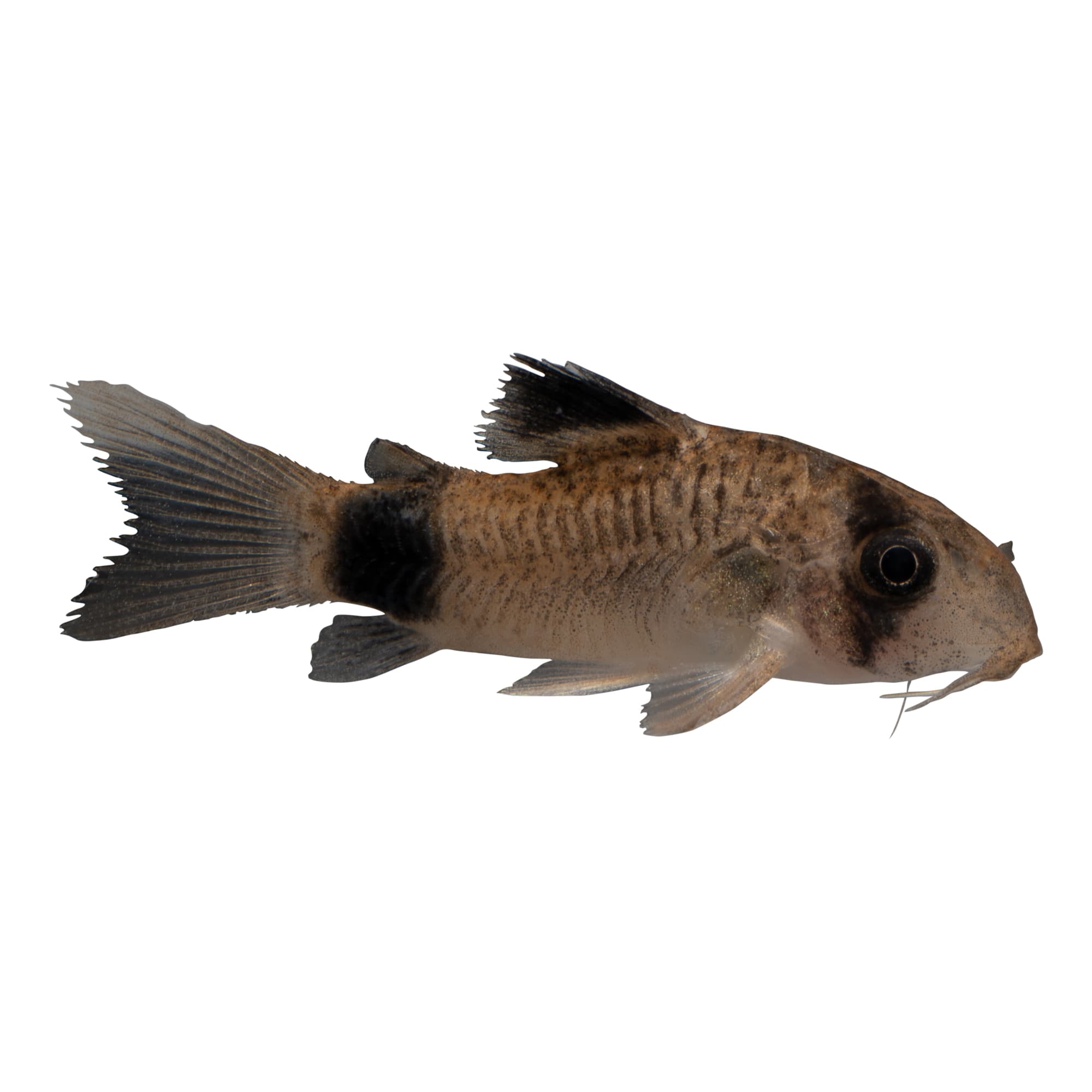 black catfish, black catfish Suppliers and Manufacturers at