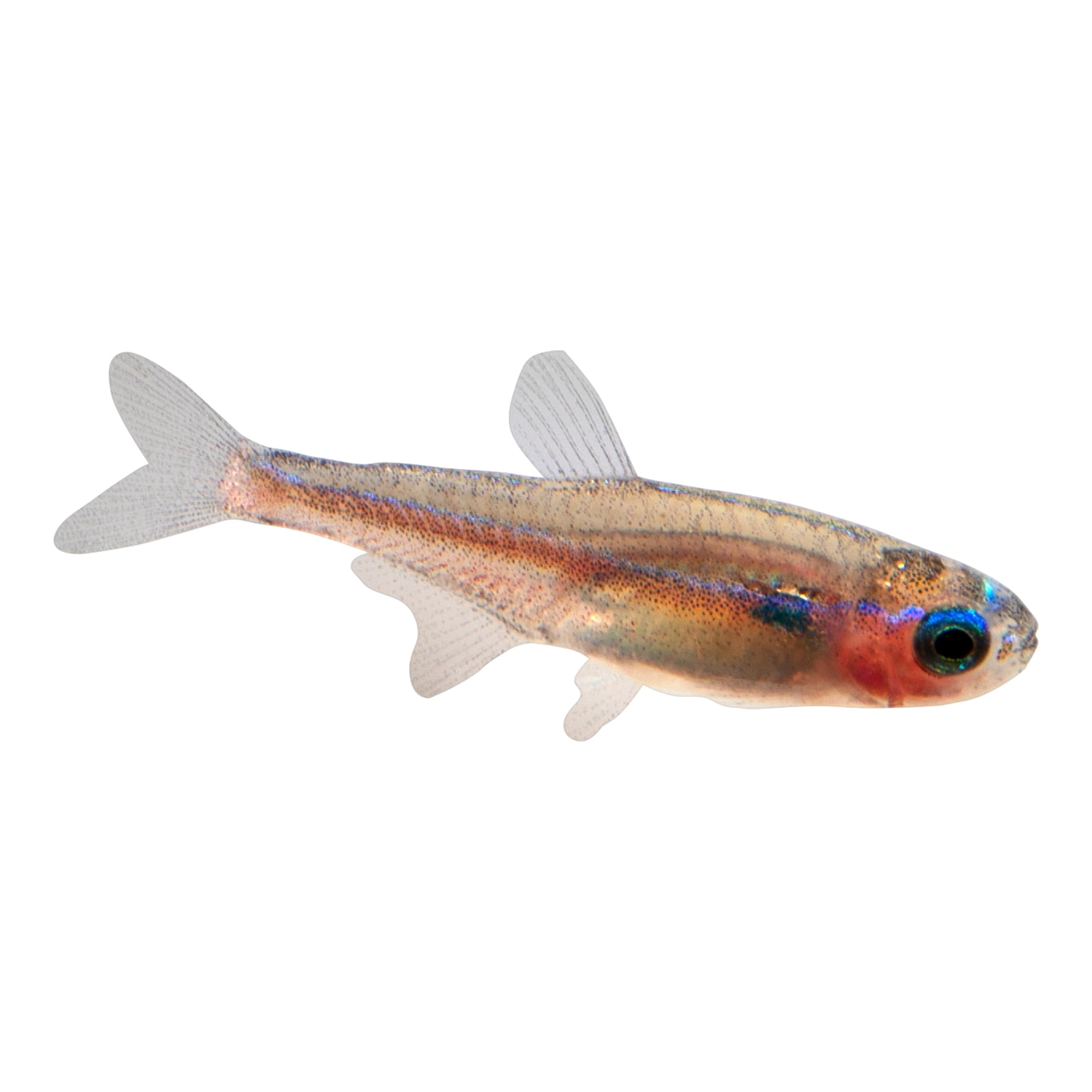 Green neon tetra  Each – Pet Kadai – Online aquarium Store