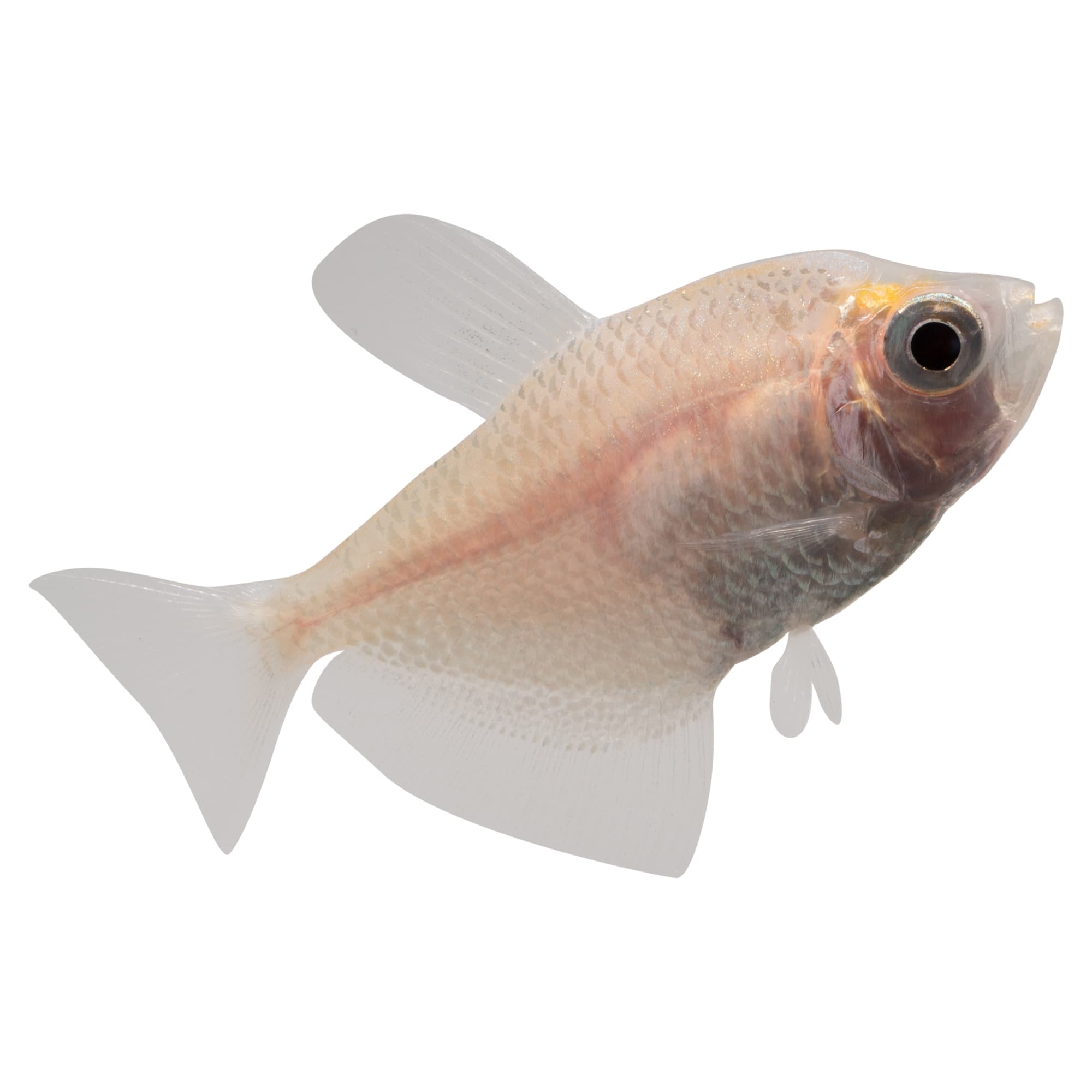 White skirt tetra store care