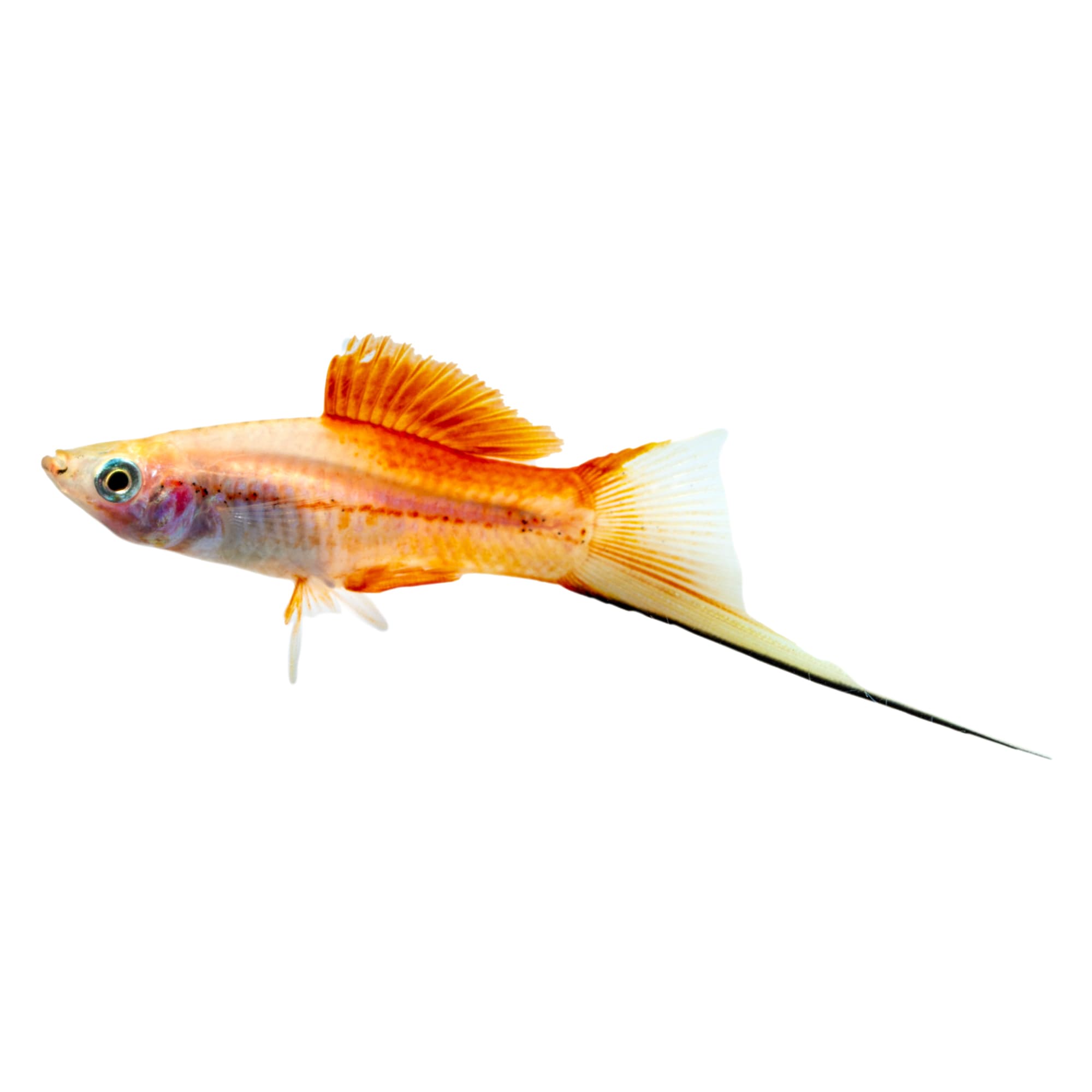 Pineapple Swordtail (Xiphophorus helleri) | Petco