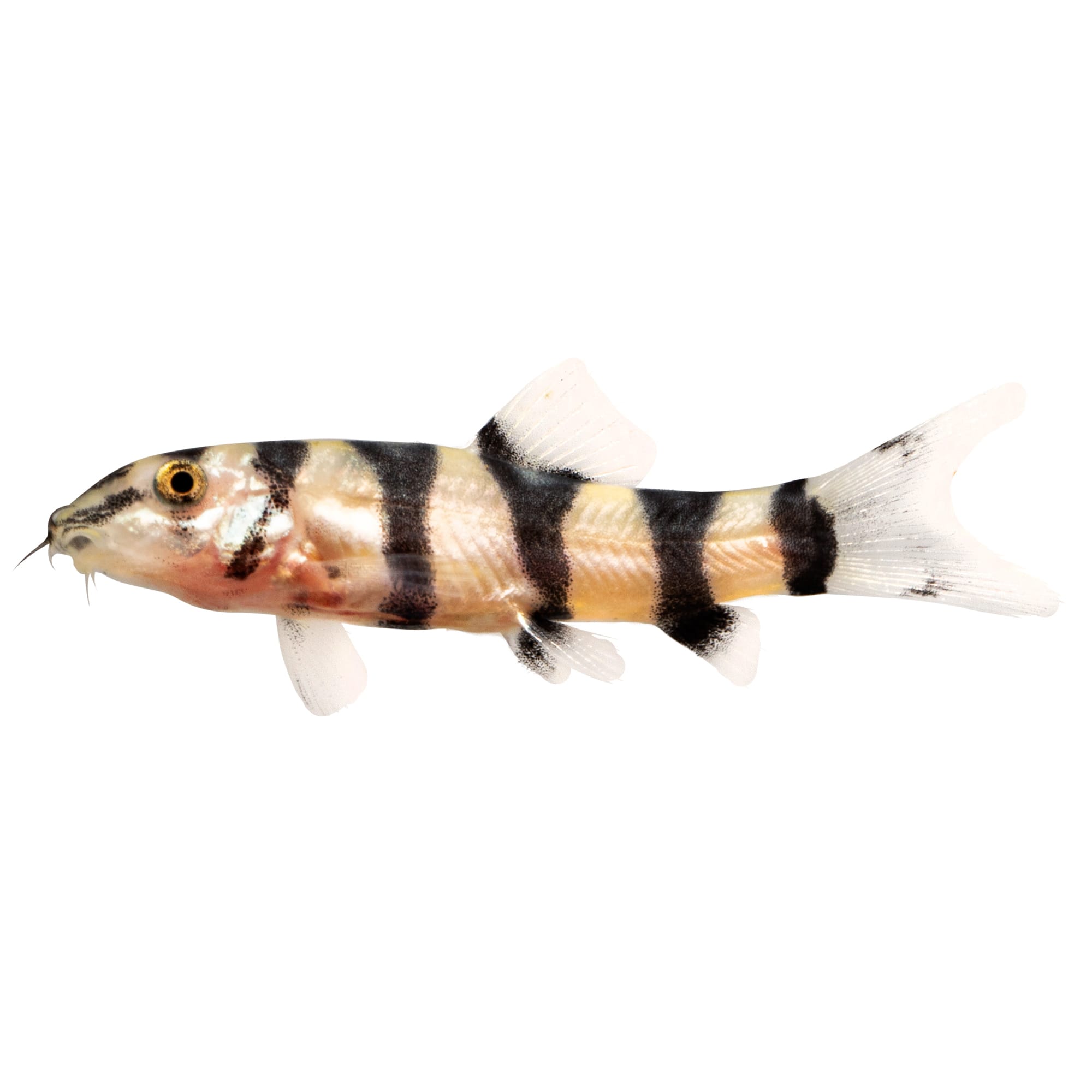 Zebra loach shop care