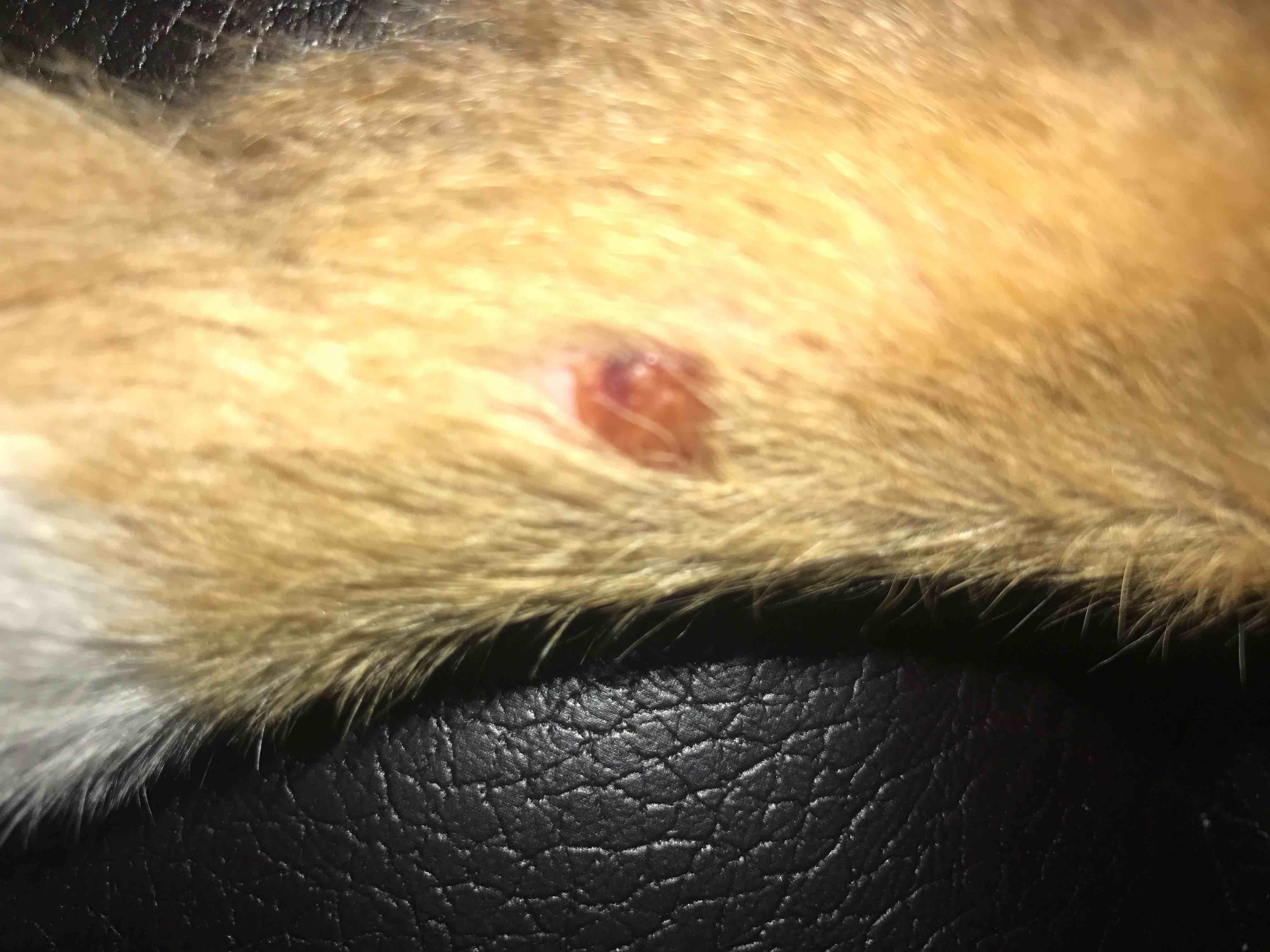 My Dog Has a Spot on His Back Foot: Licking or Serious? | Petco