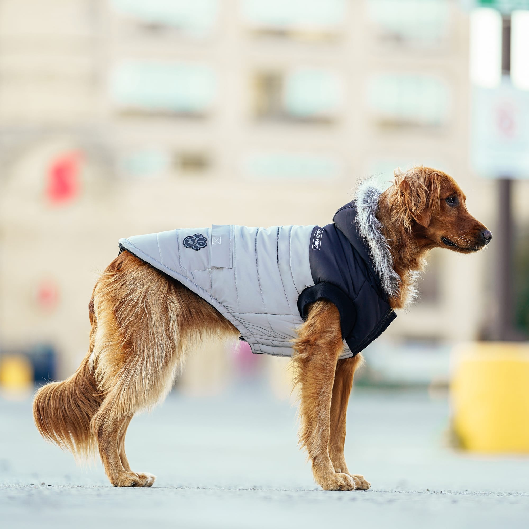 Canada Pooch True North Dog Parka Reflective Size 8 3X Small Petco
