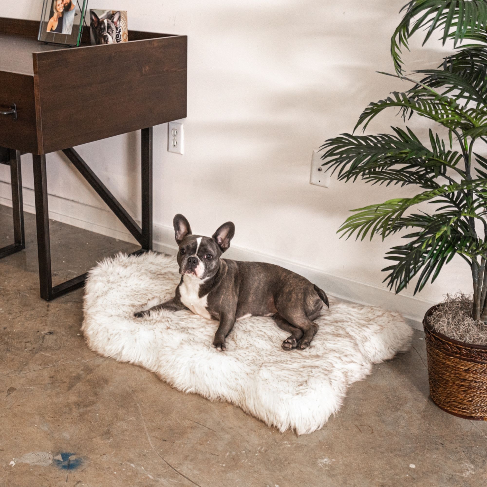 Faux Fur Shag Rug™ Companion-Pedic® Luxury Dog Bed