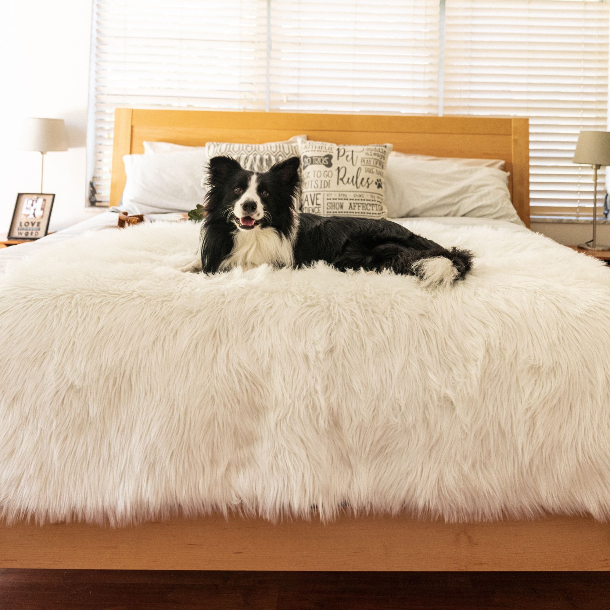 Petco blanket clearance