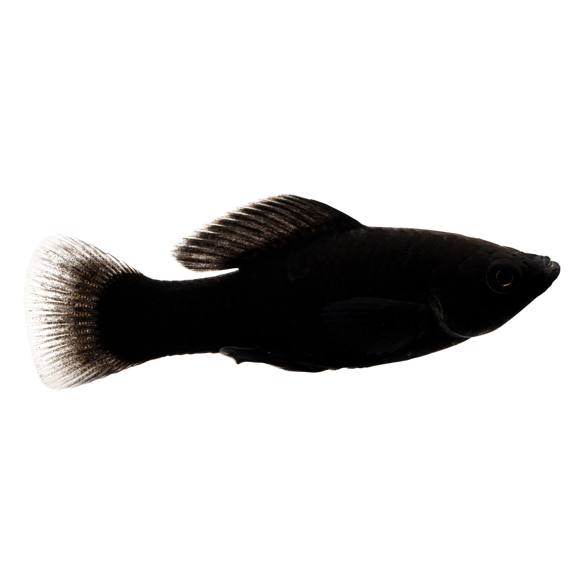 Black molly tropical hot sale fish