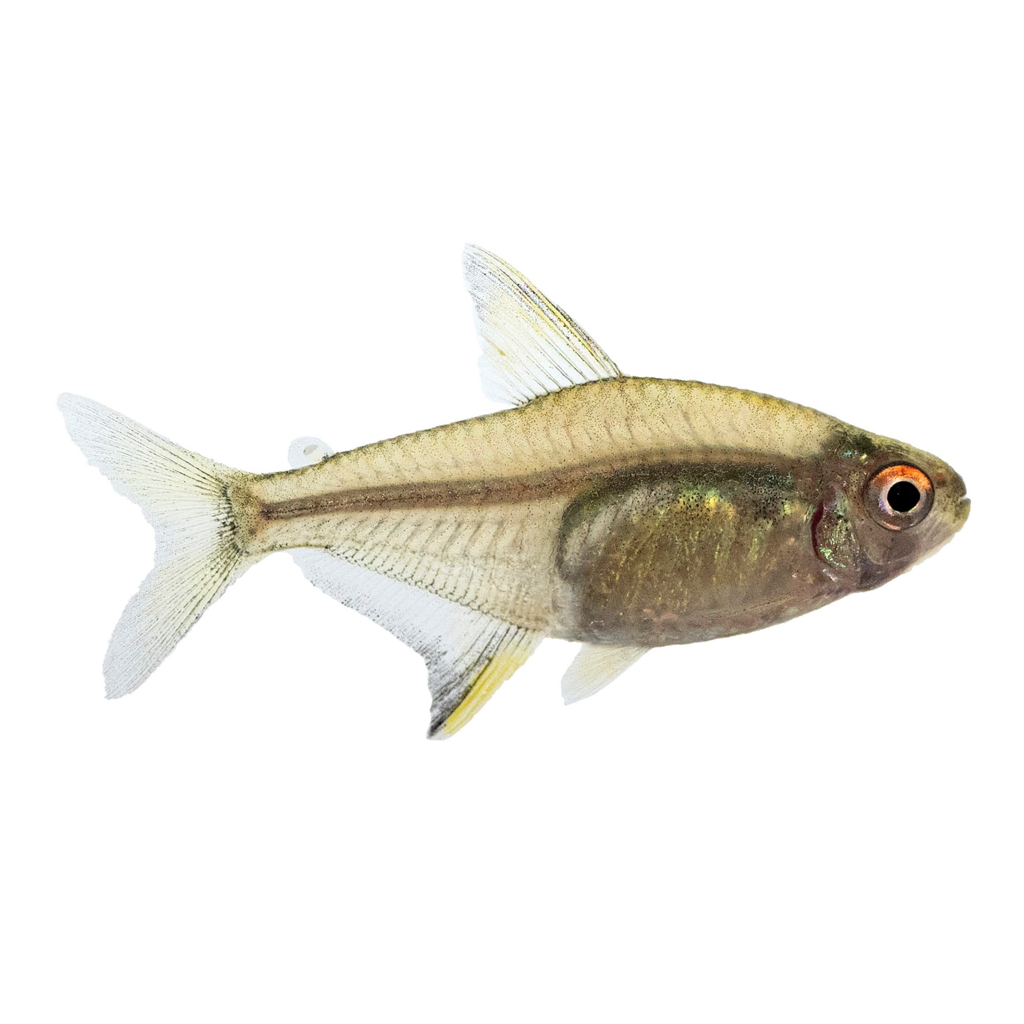 Tetra Fish Breed Information and Pictures - PetGuide