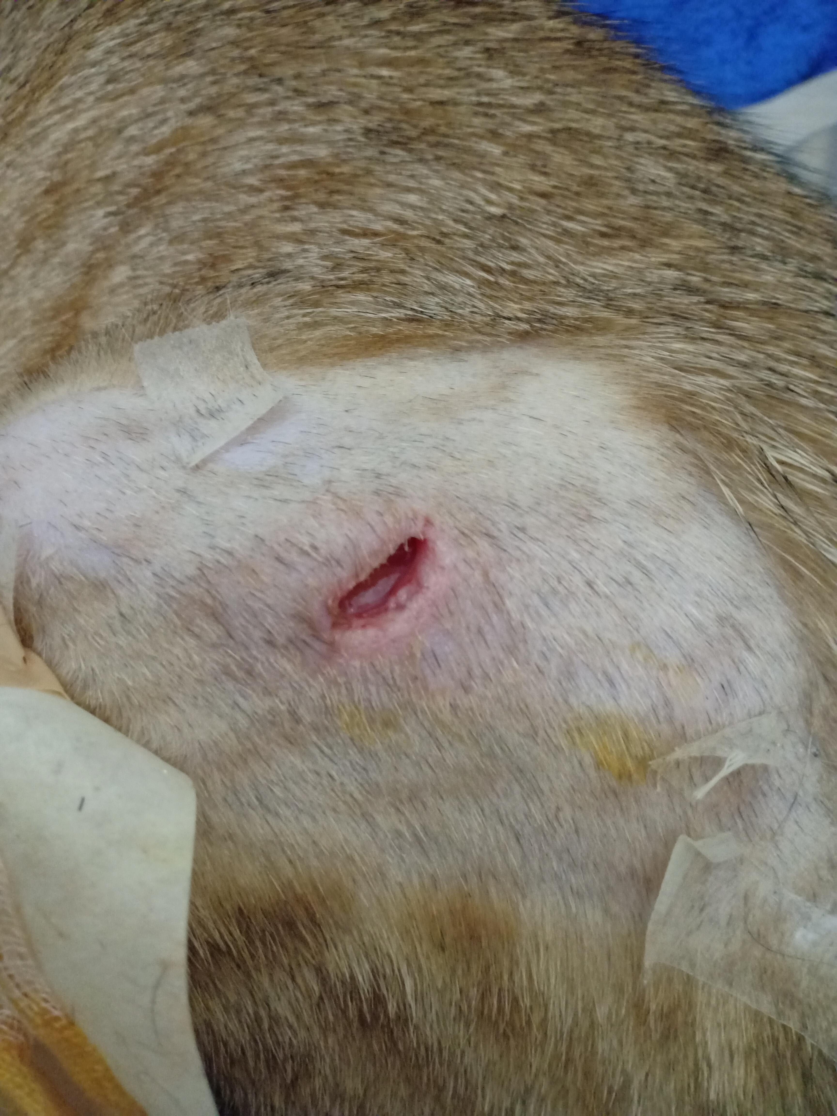 My Cat's Spay Incision Is Open on a Holiday? Get Urgent Help | Petco