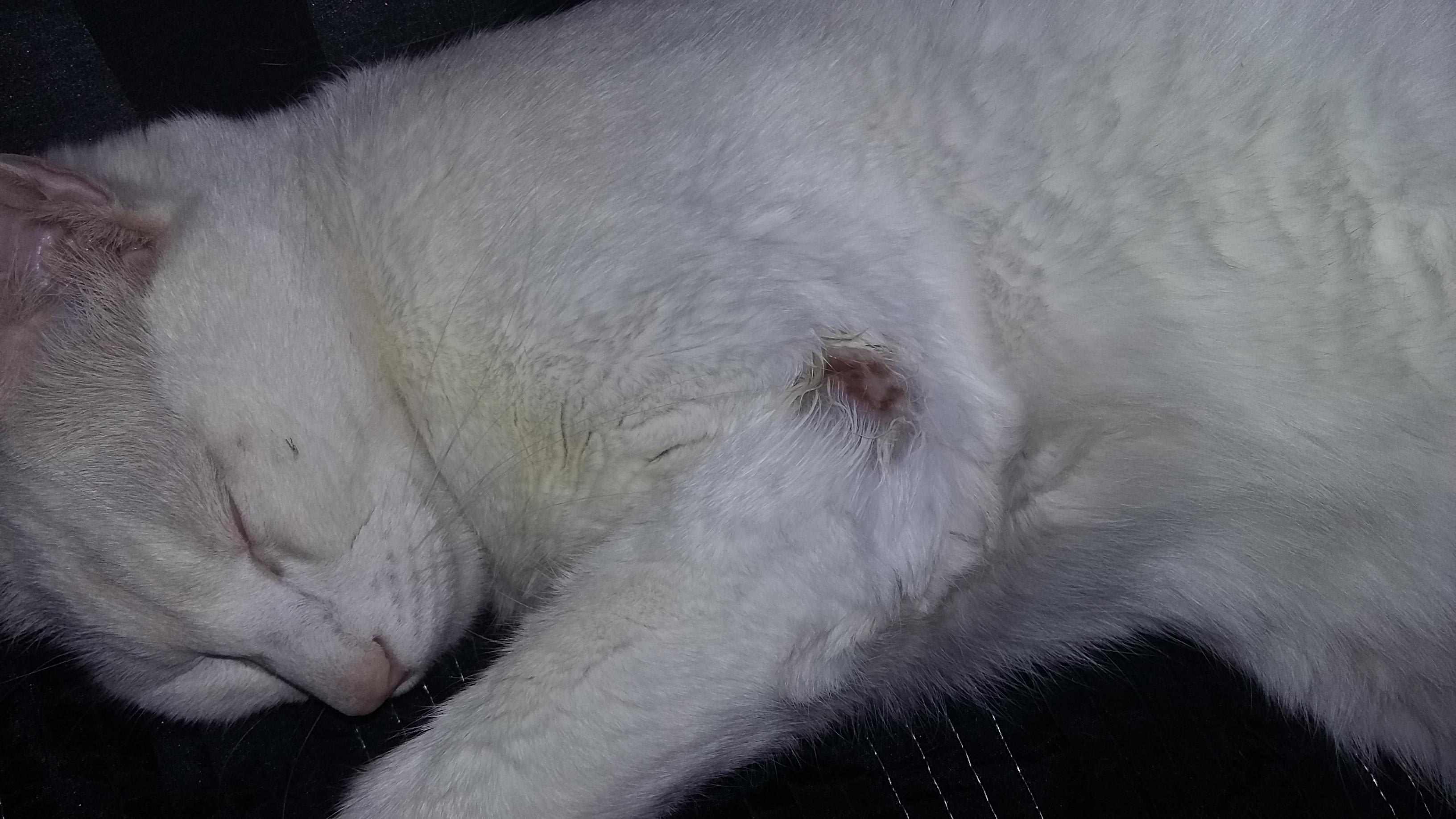 Is My Cat's Bite Wound from a Fight Serious? What to Do? | Petco