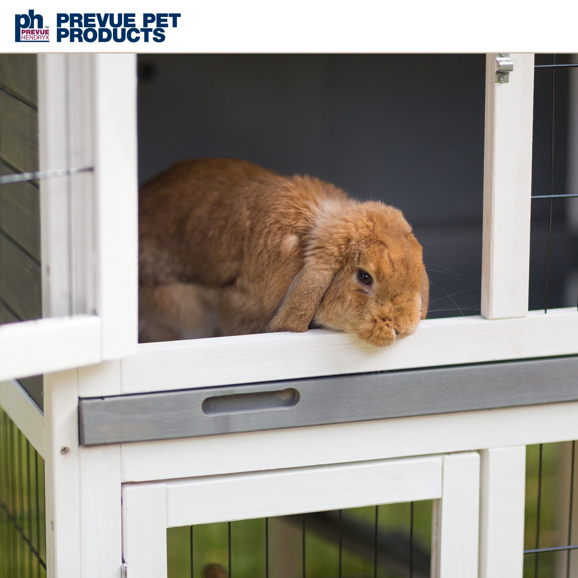 Duplex rabbit hutch discount