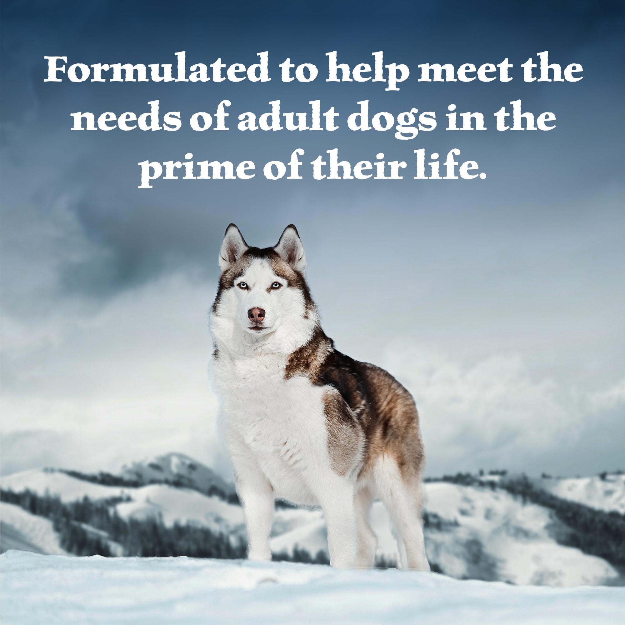 blue wilderness duck and chicken grill