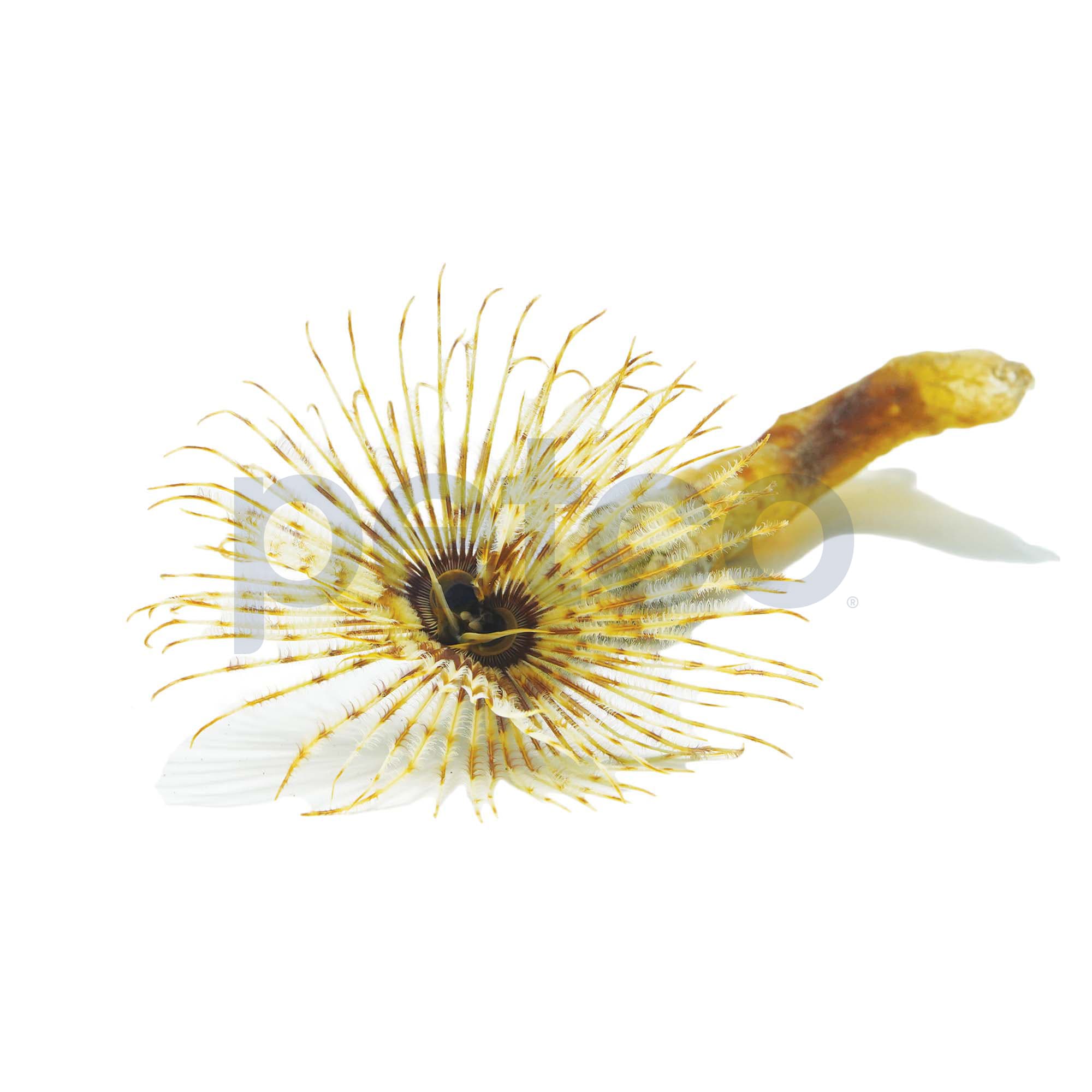 Petco Marine Inverts EasyCare Feather Dusters & ReefSafe