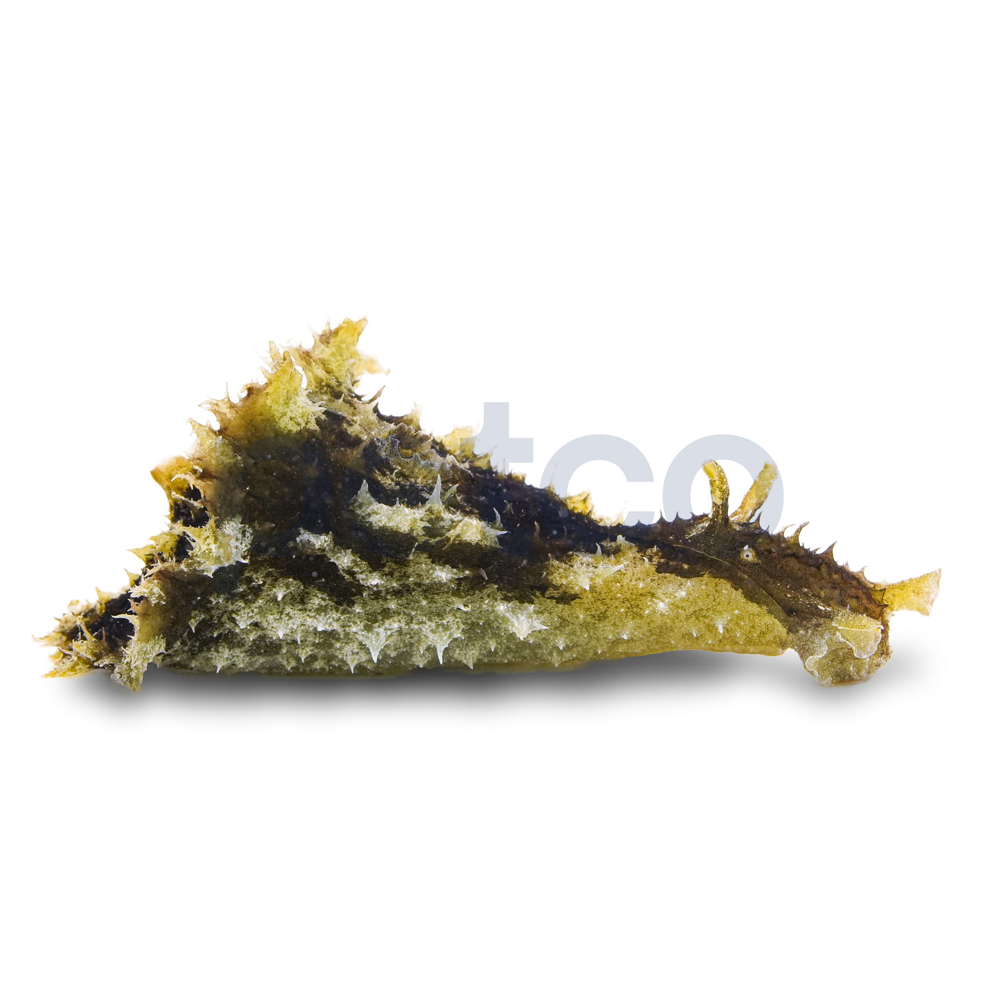Sea Hare For Sale Petco