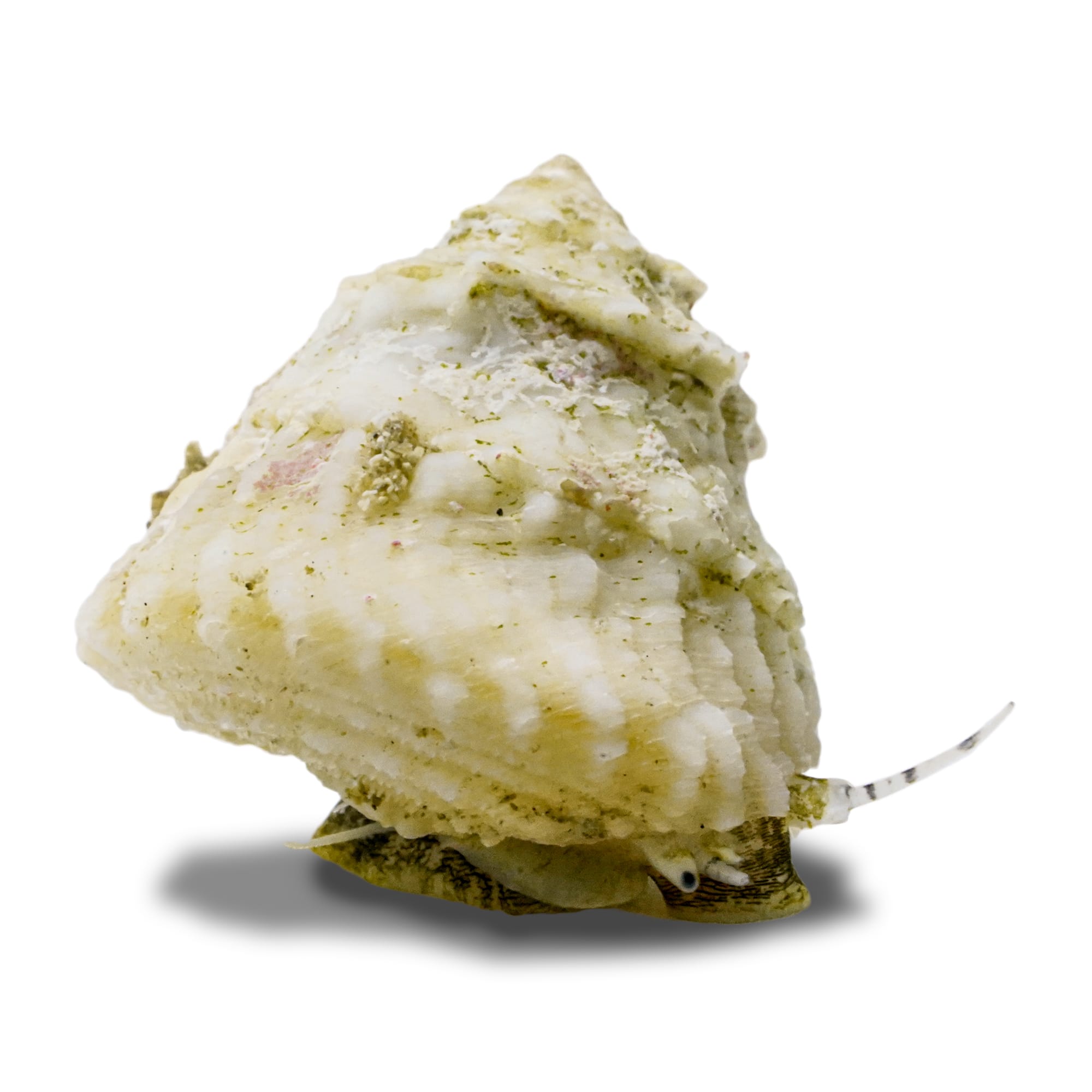 Petco Marine Inverts Astraea Turbo Snail for Algae & Reef Safe