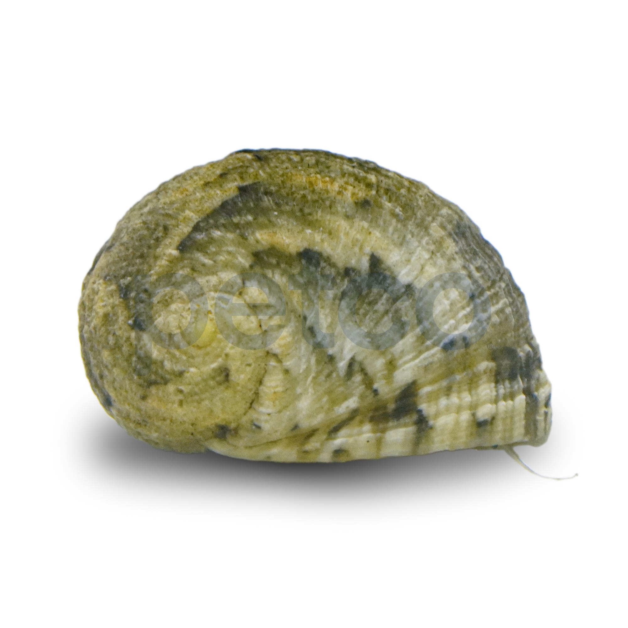 Petco Marine Inverts Nerite Snail for Aquarium Cleanup & Decor